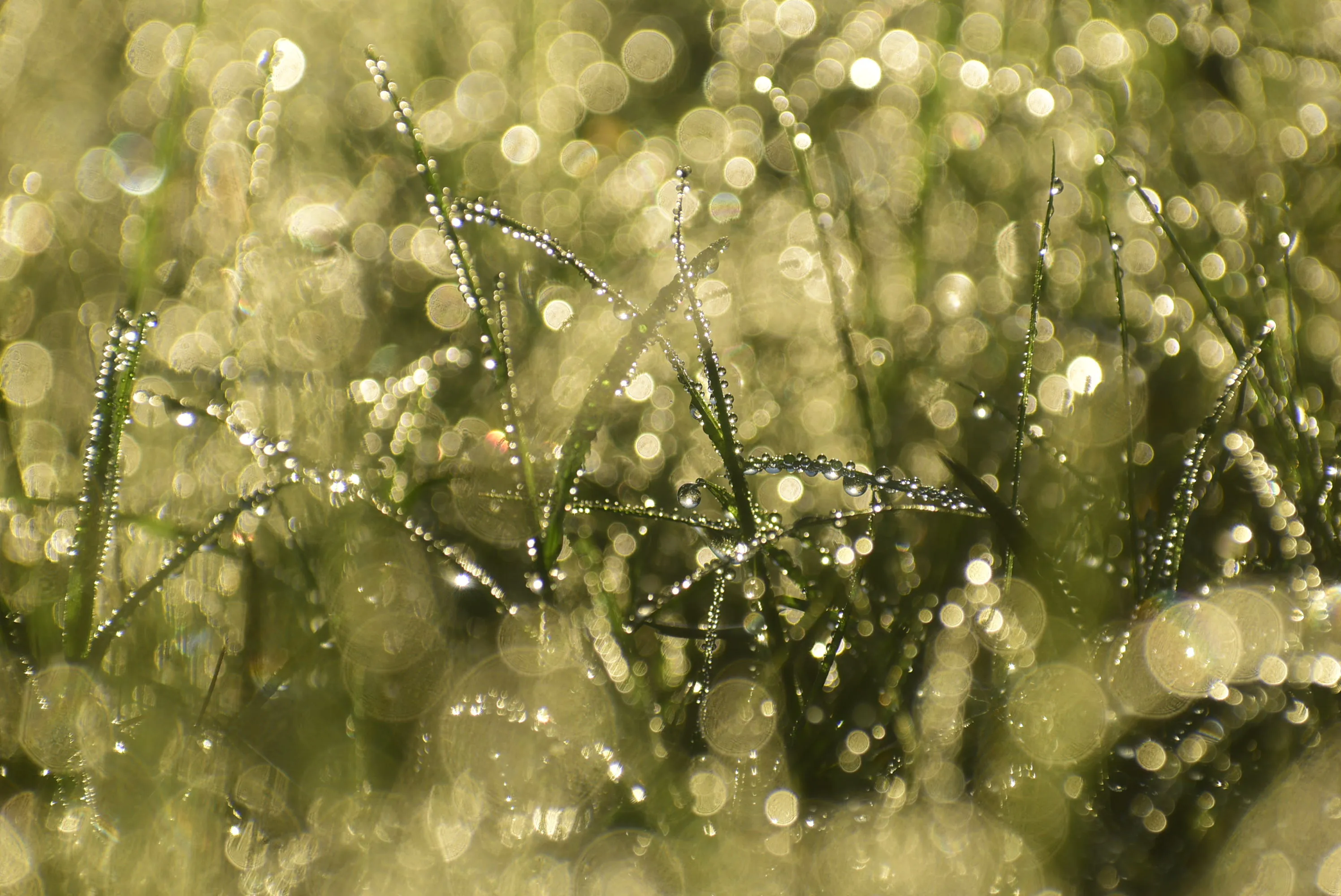 Circular Bokeh Highlights