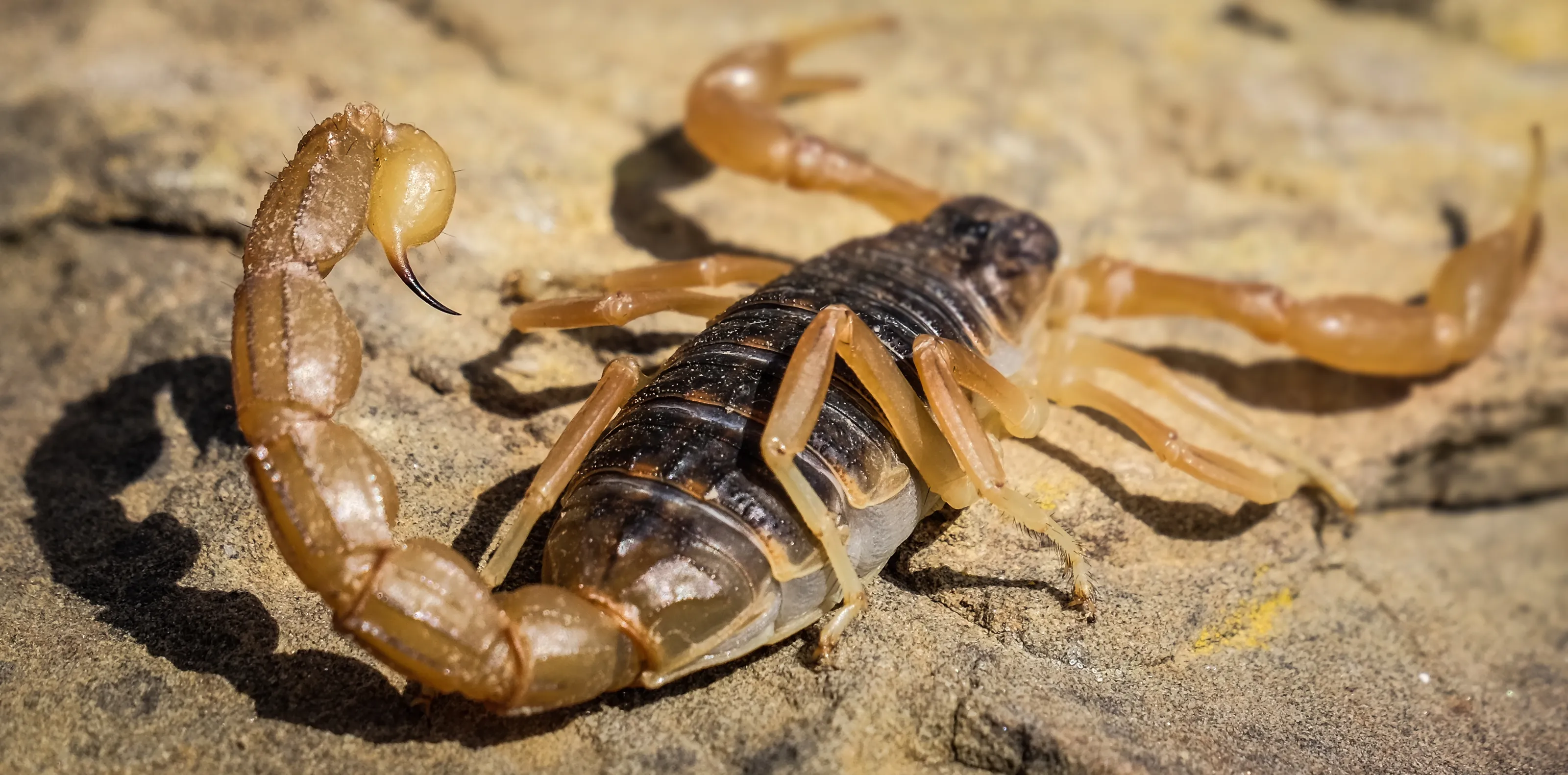 Insects and other Arthropods with Stingers