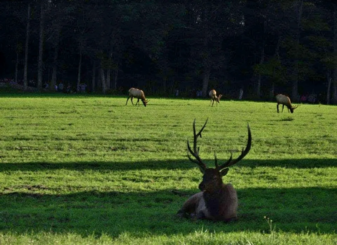 Animals with Antlers