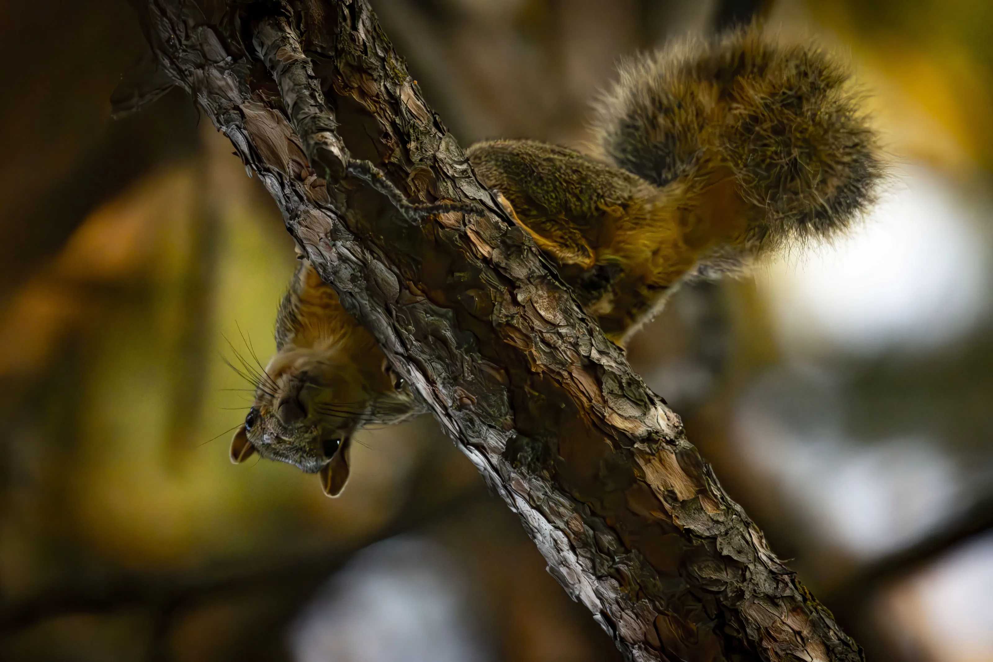 Something Up a Tree