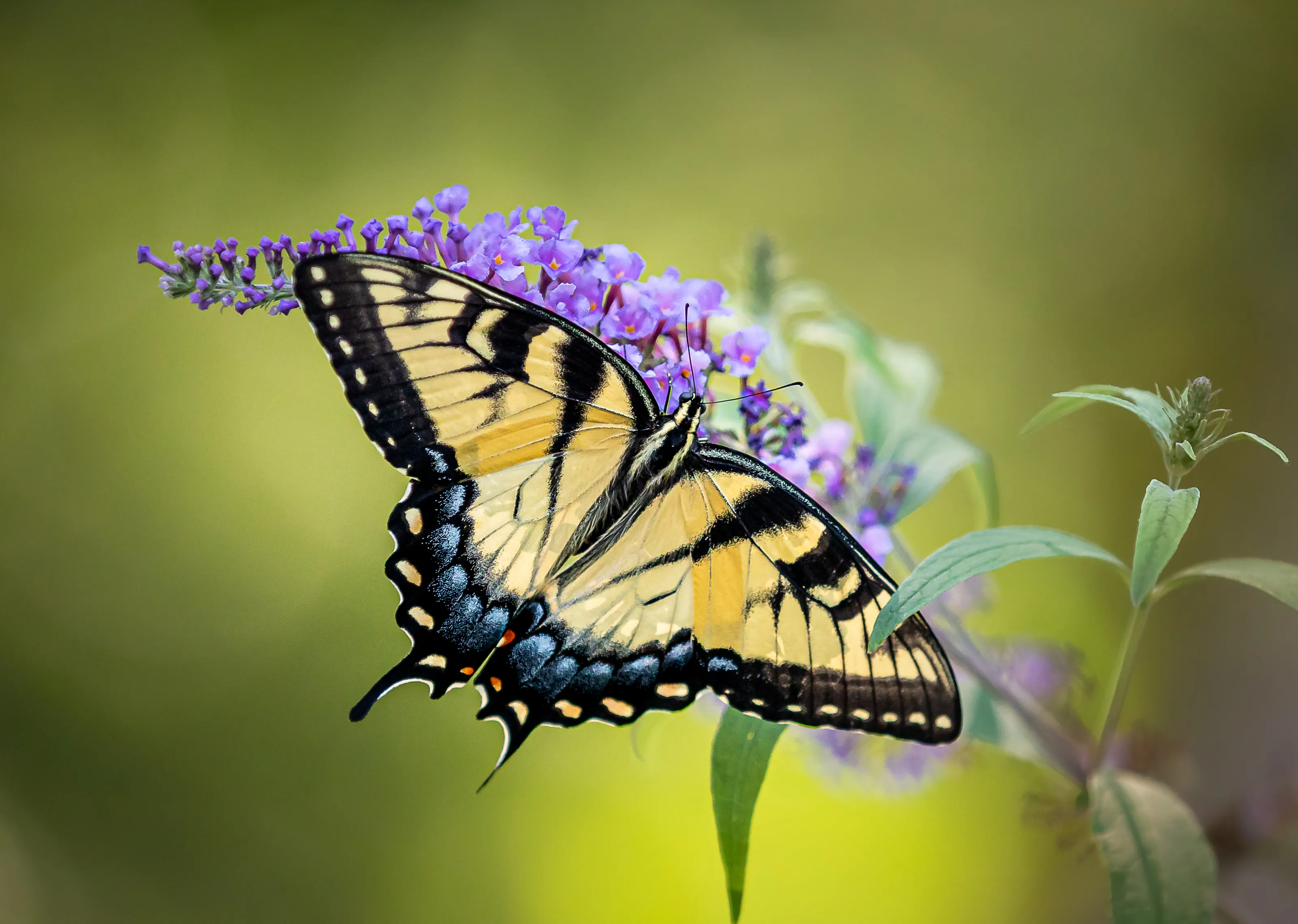 Insects on Flowers (in colour)