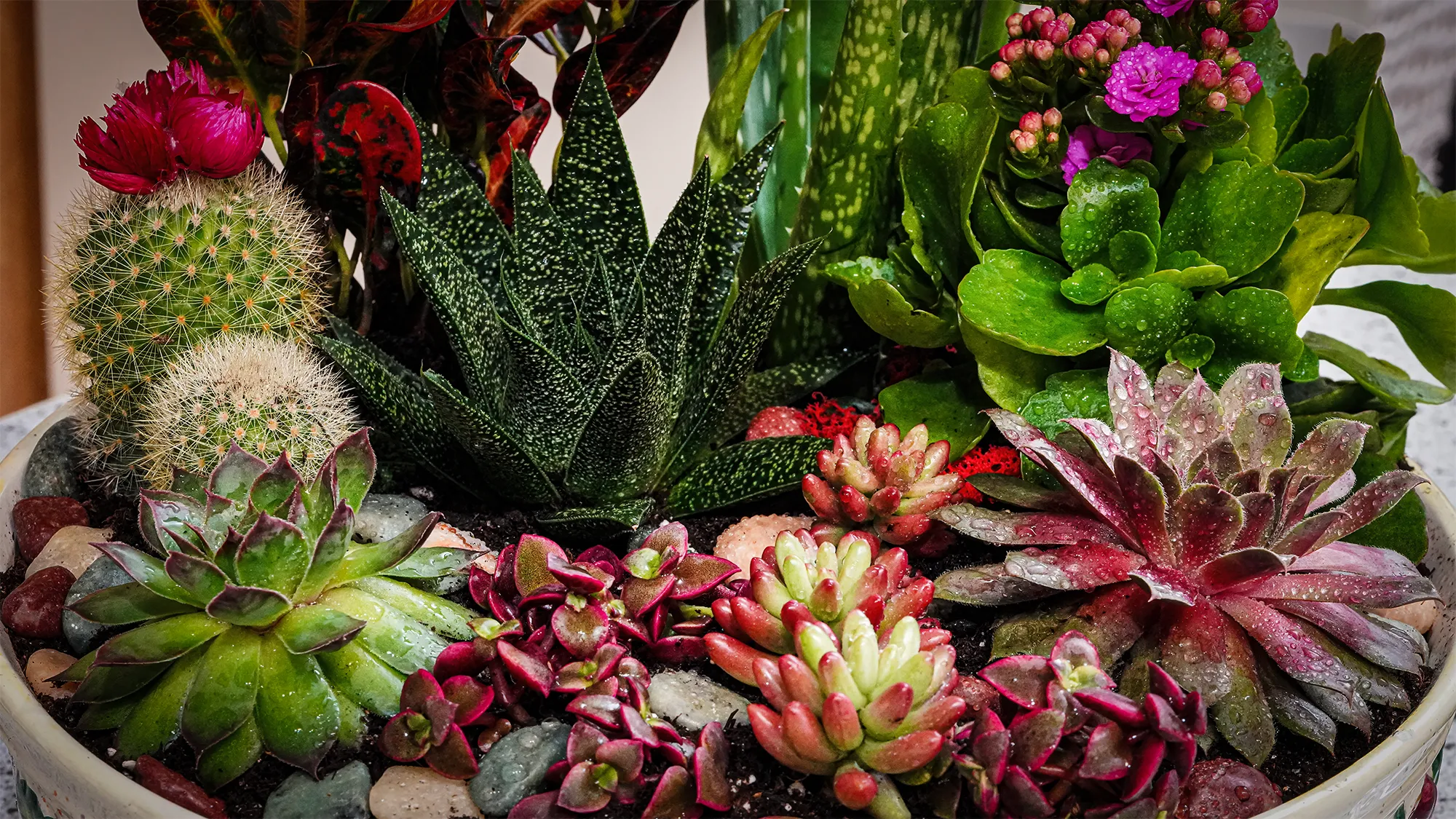 Succulents