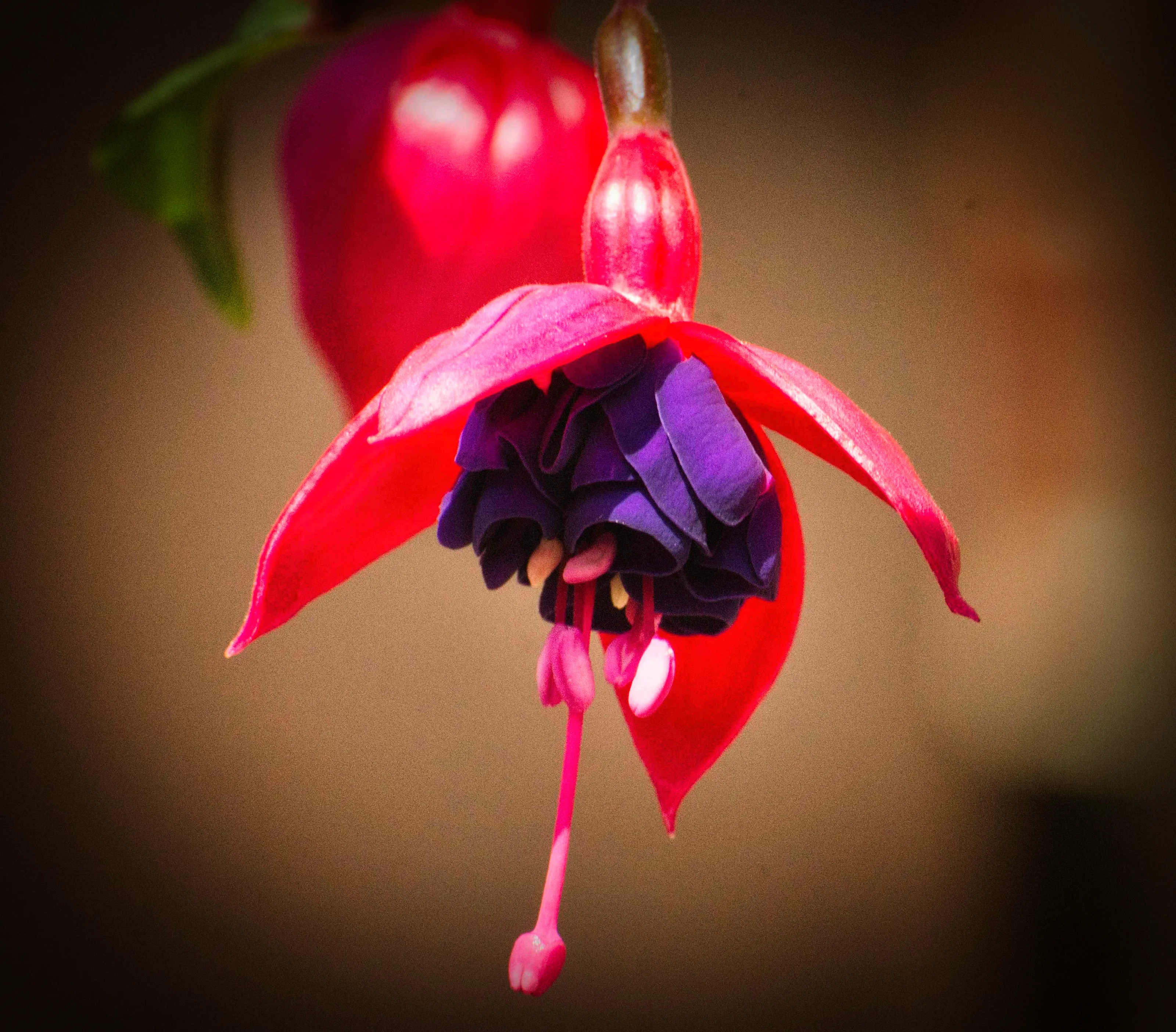Fuchsias