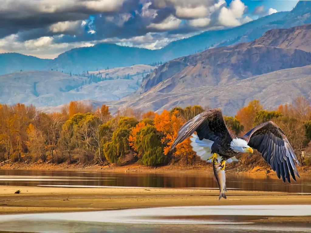 Birds of Prey (in colour)