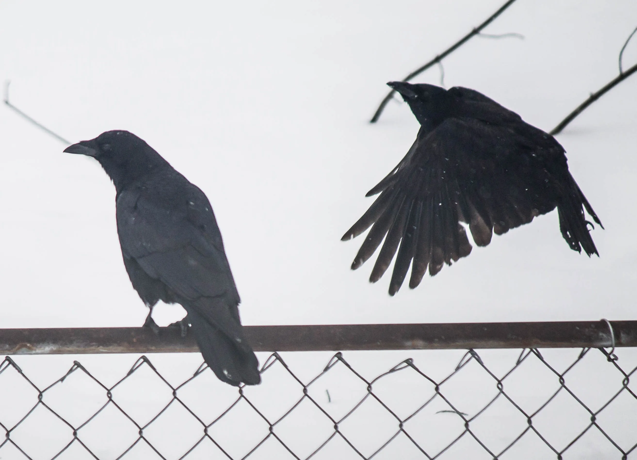 Birds of the Crow Family