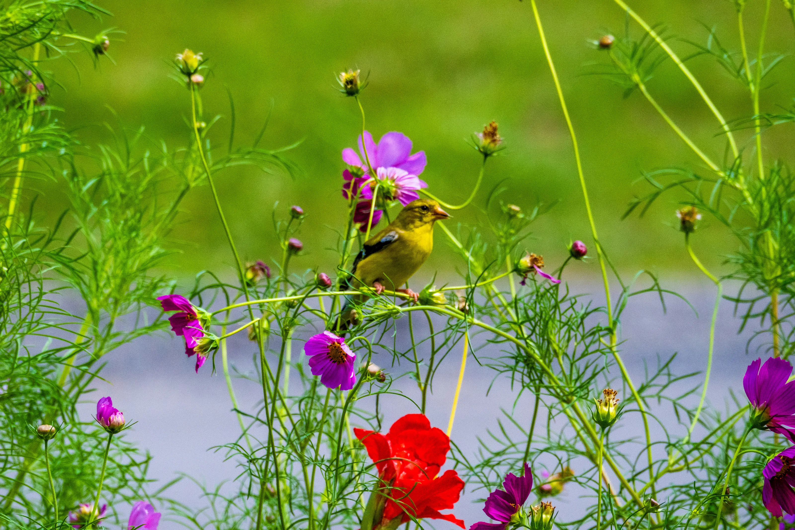 Birds and Flowers Together (in colour)