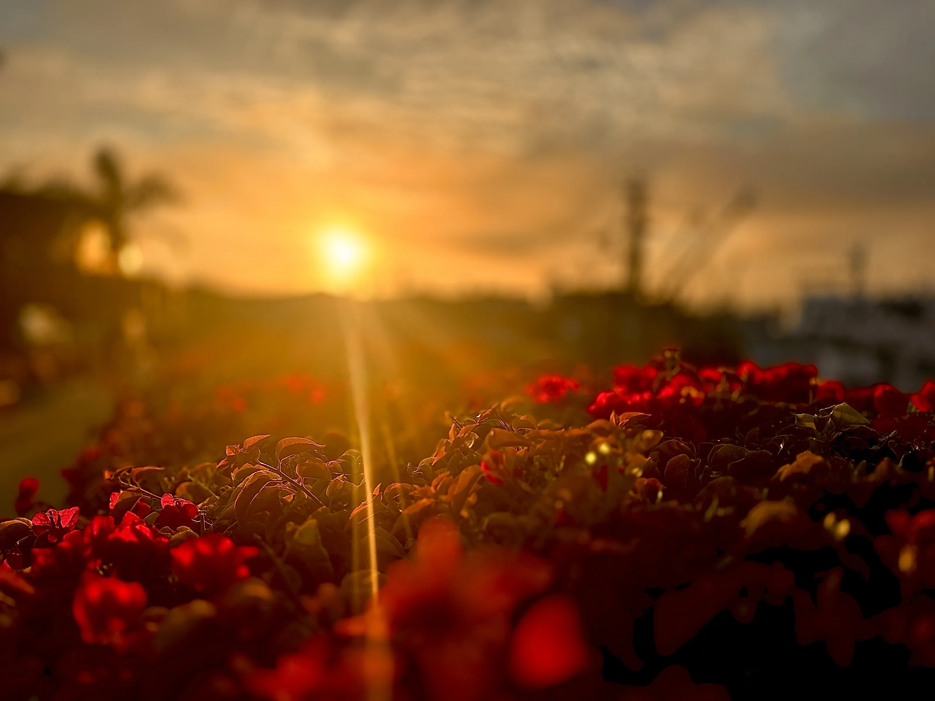 Lens Flare