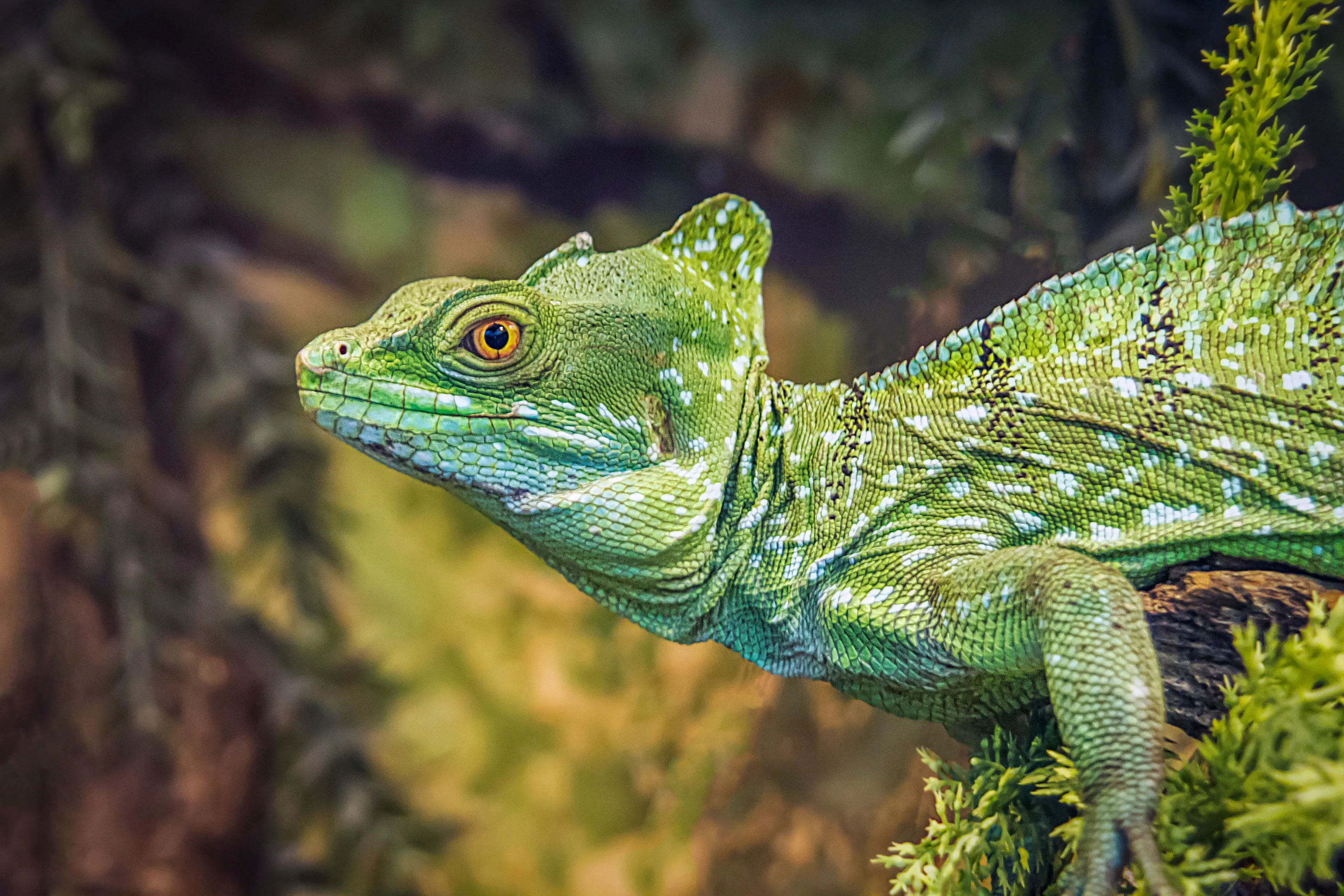 Reptiles and Amphibians