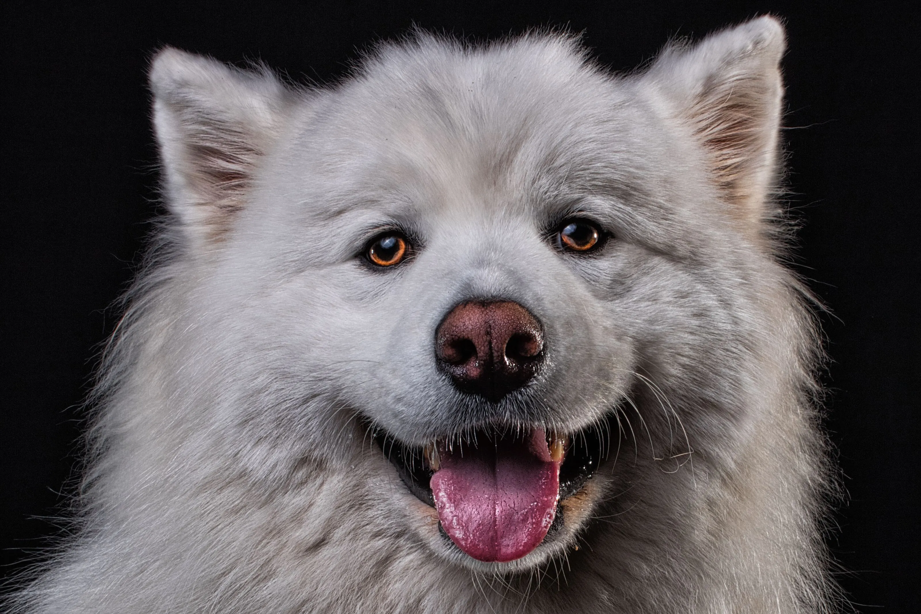 Happy-Looking Dogs