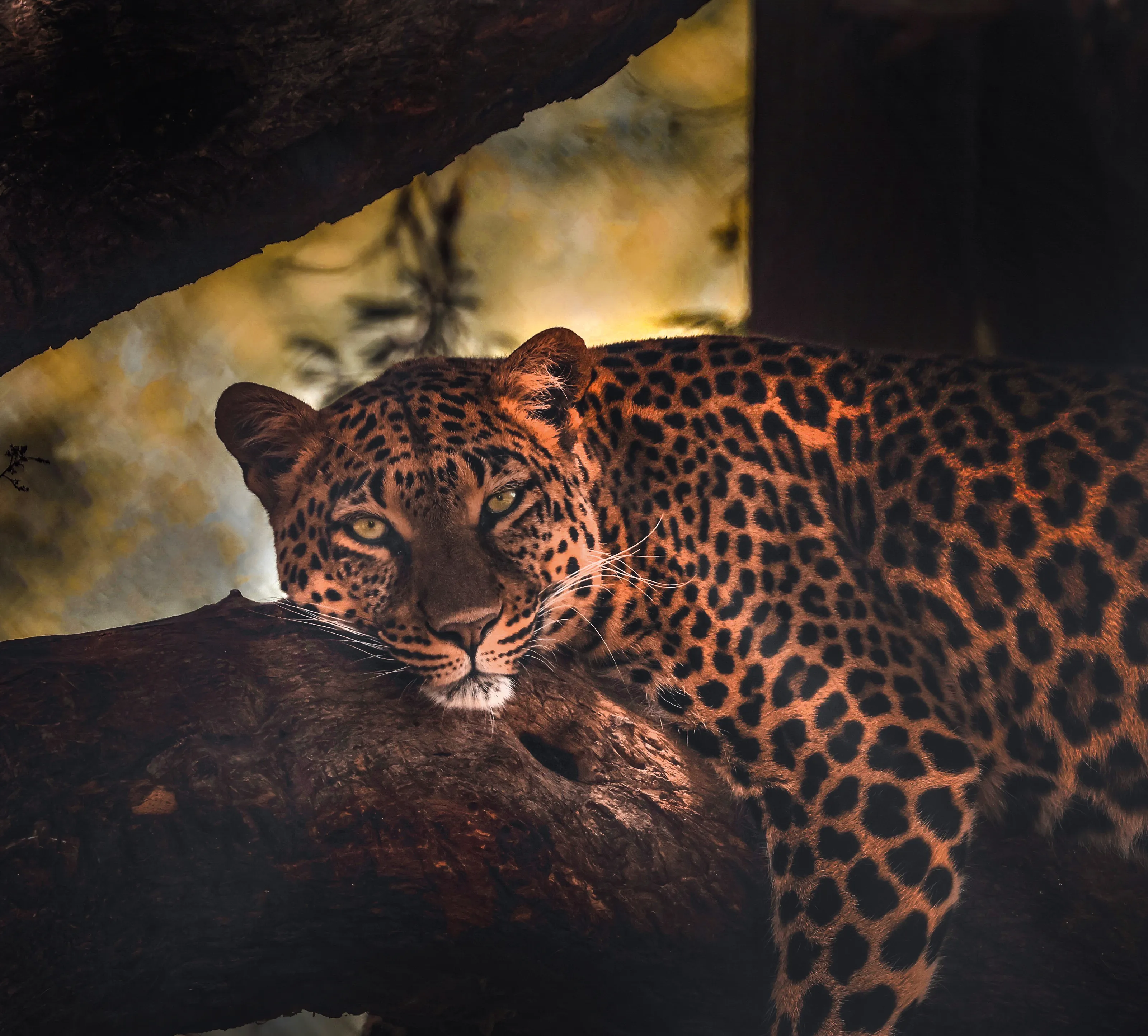 Wild Animals