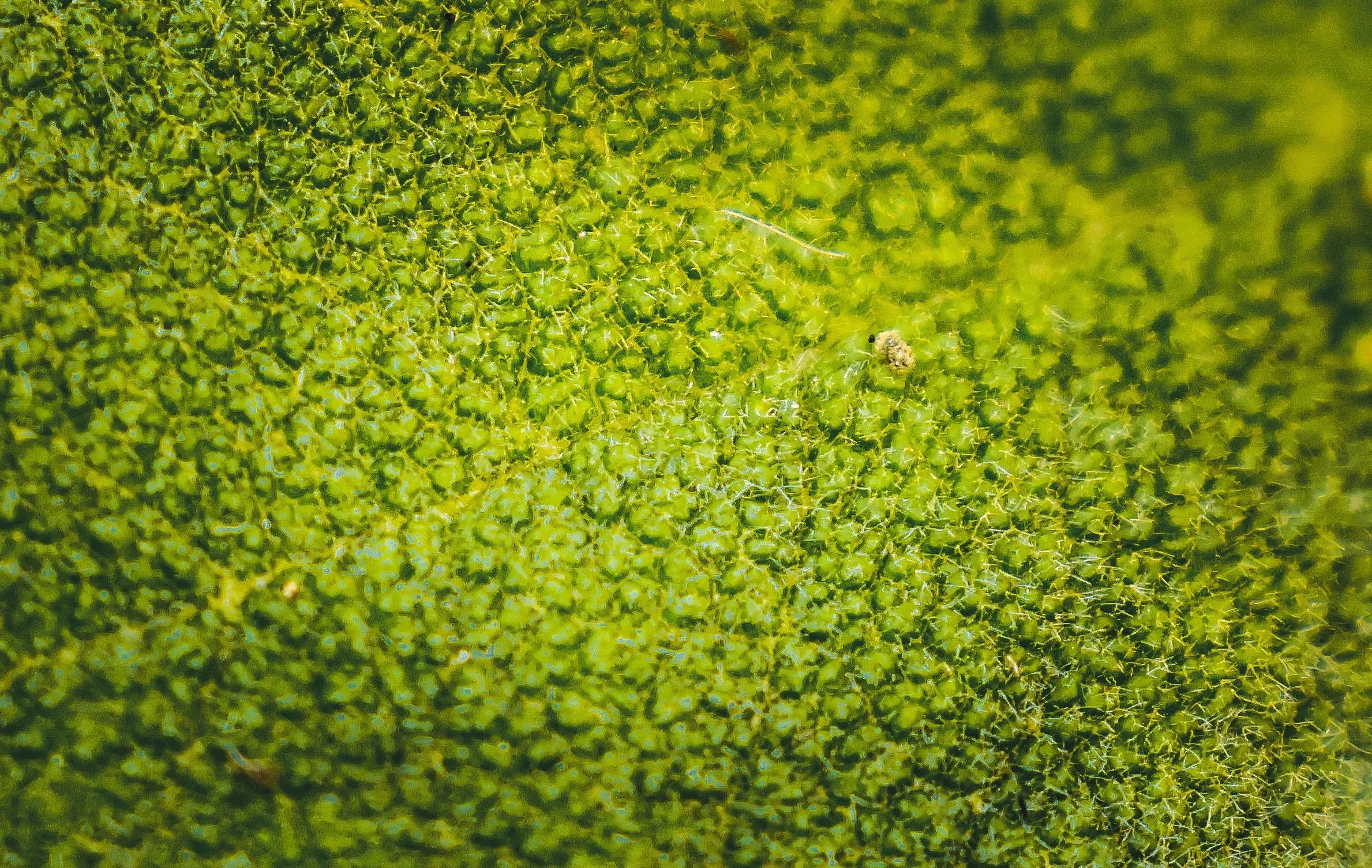 Close-Up Details of Natural Subjects