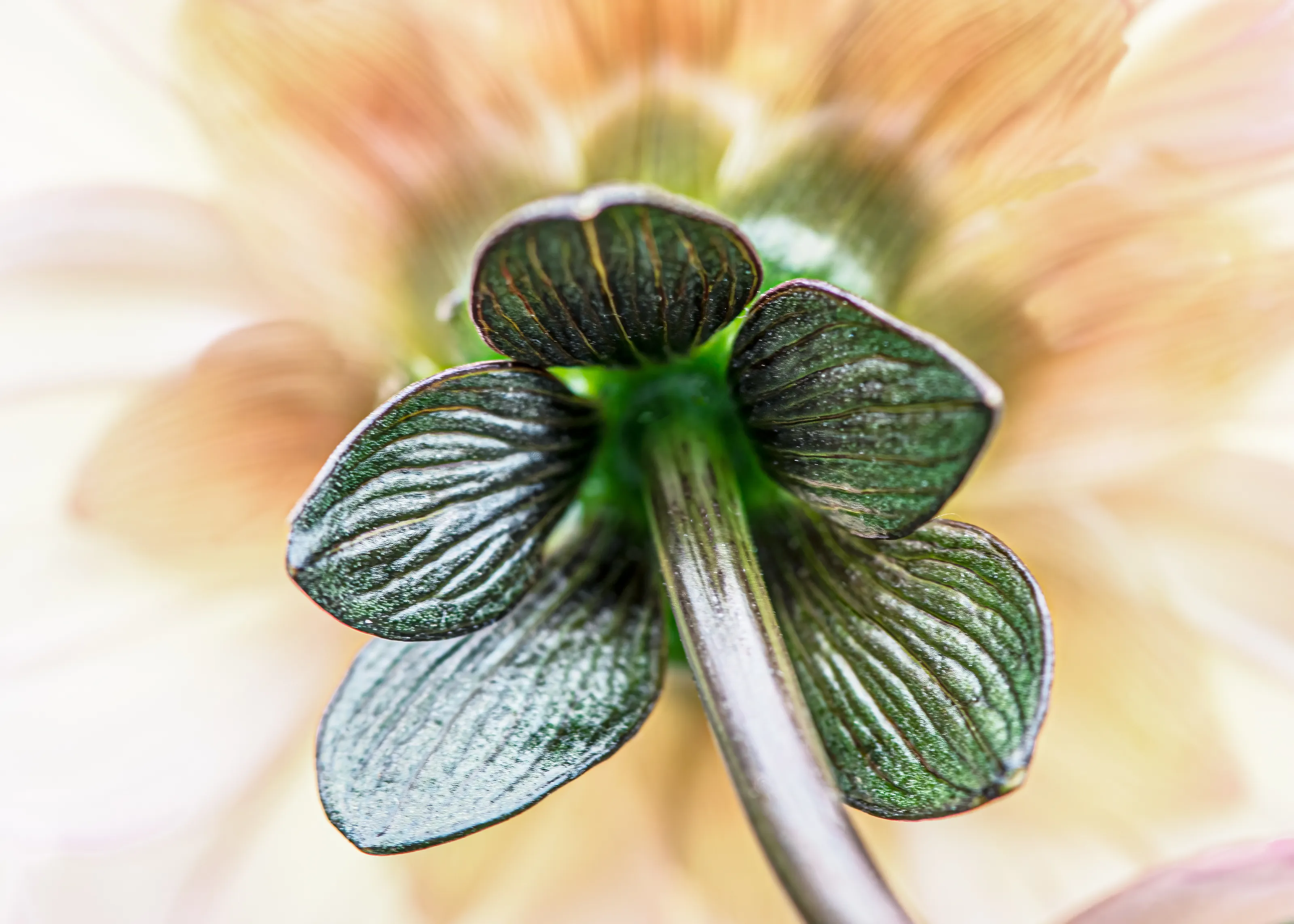 The Back of a Flower