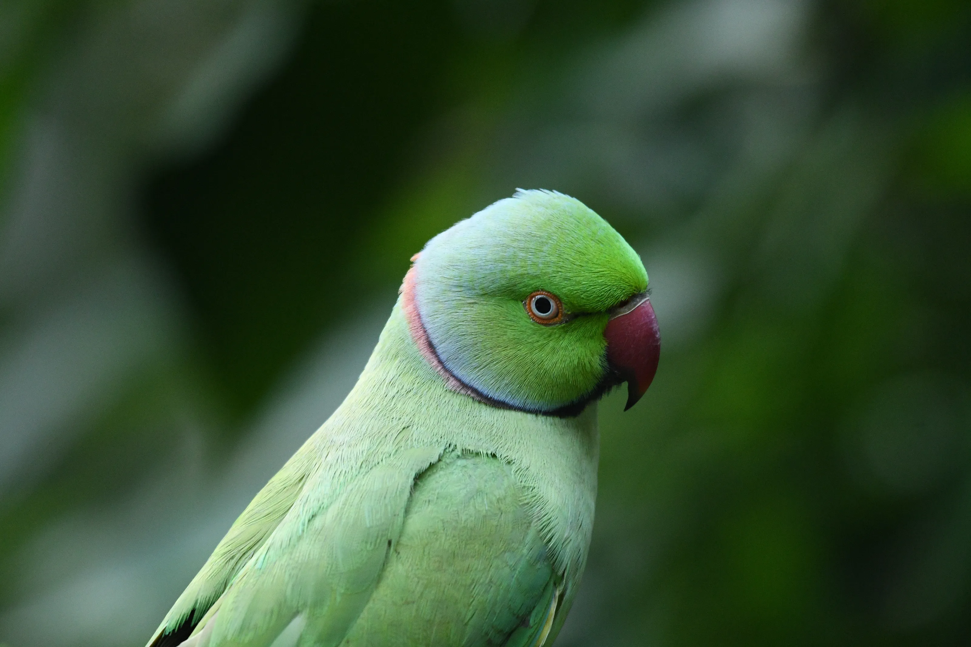 Birds of the Parrot Family (in colour)