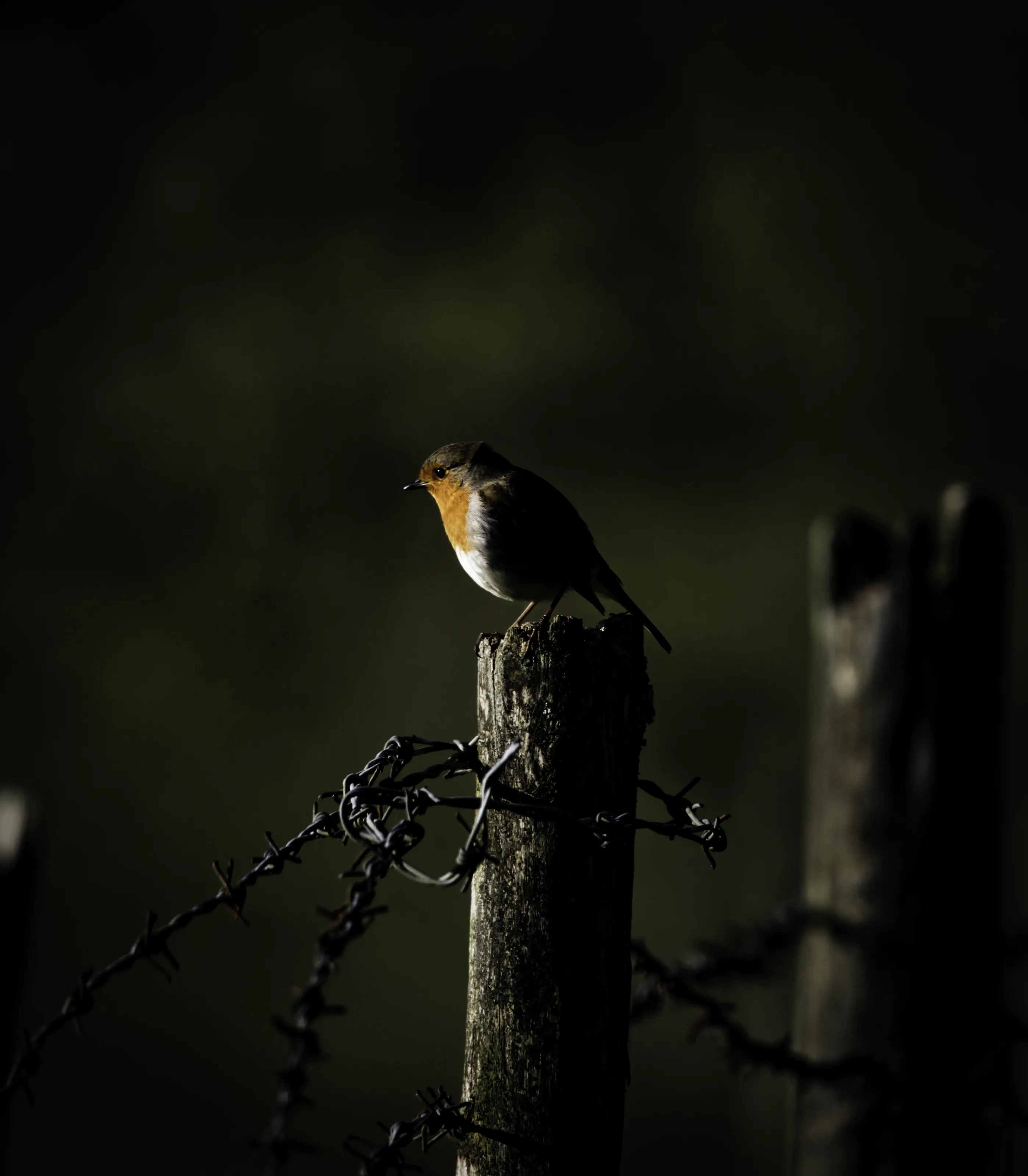 Alone (in colour)
