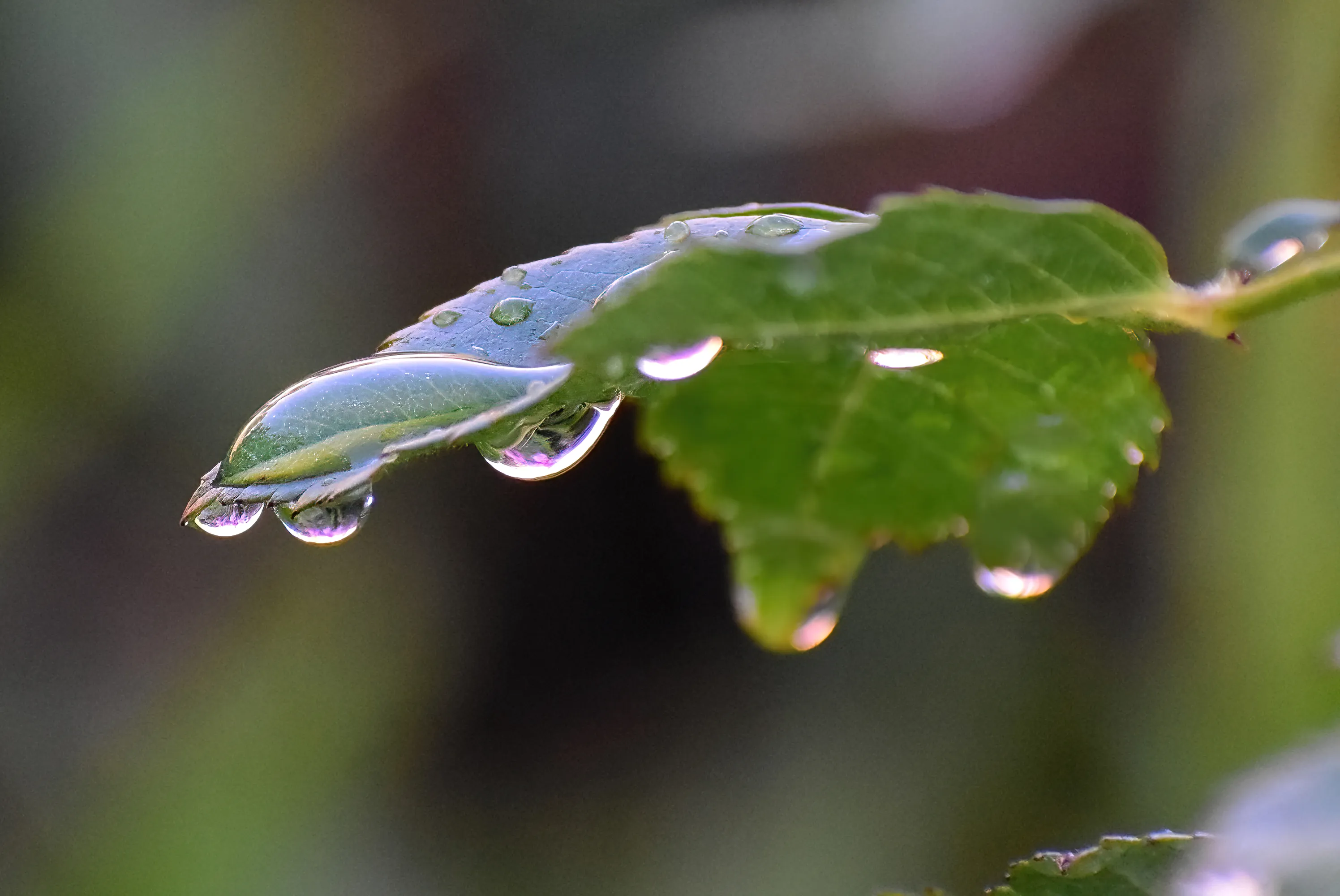 Water Drops (in colour)