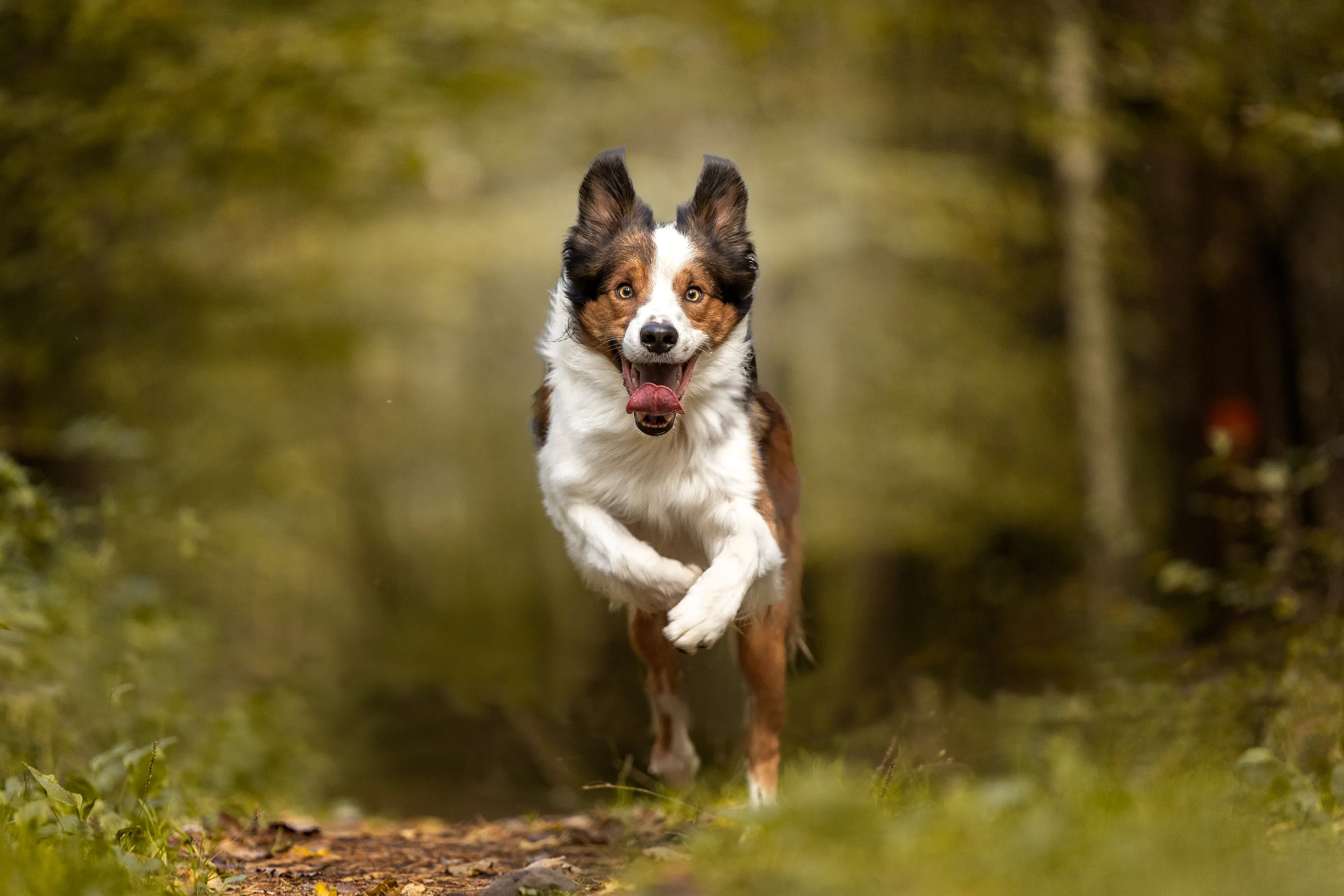 Animals Moving Towards the Camera