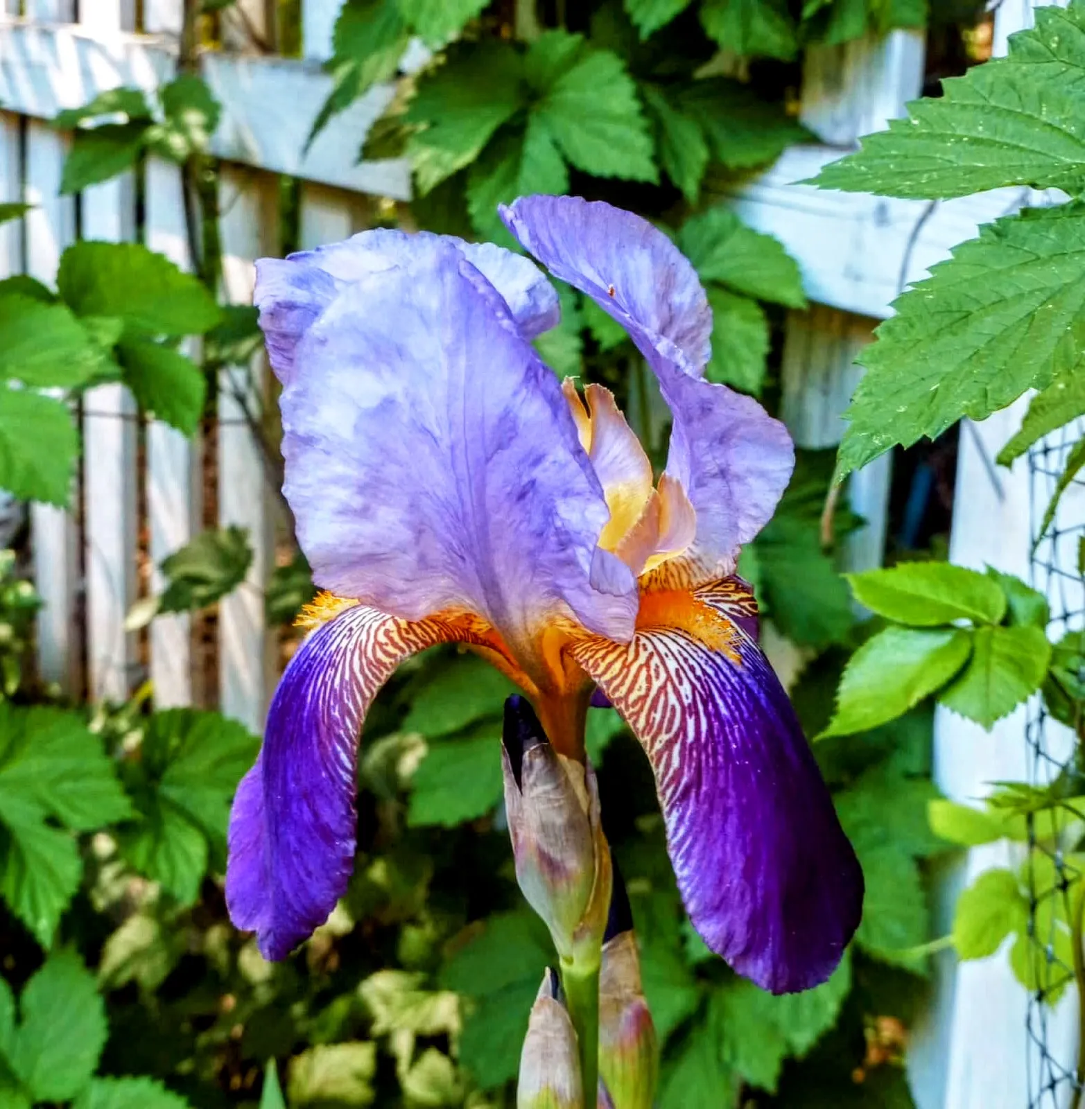 Things You Find in a Garden