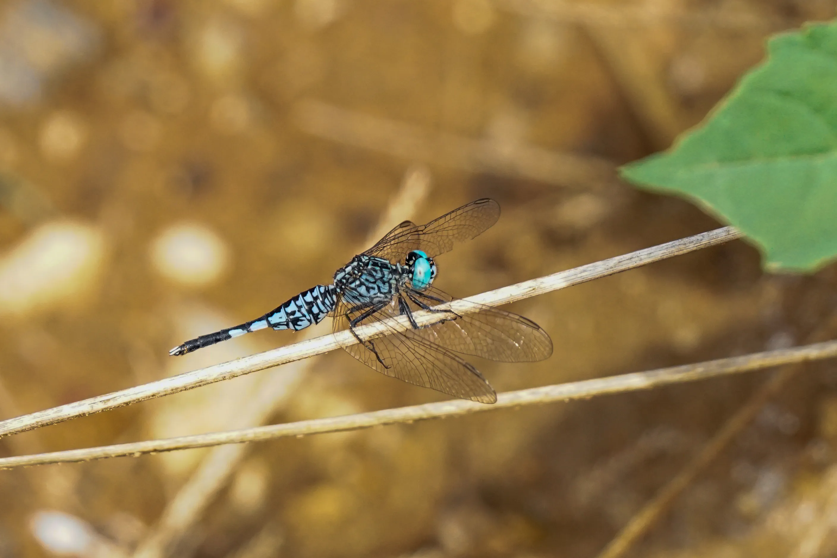 Dragonflies and Damselflies