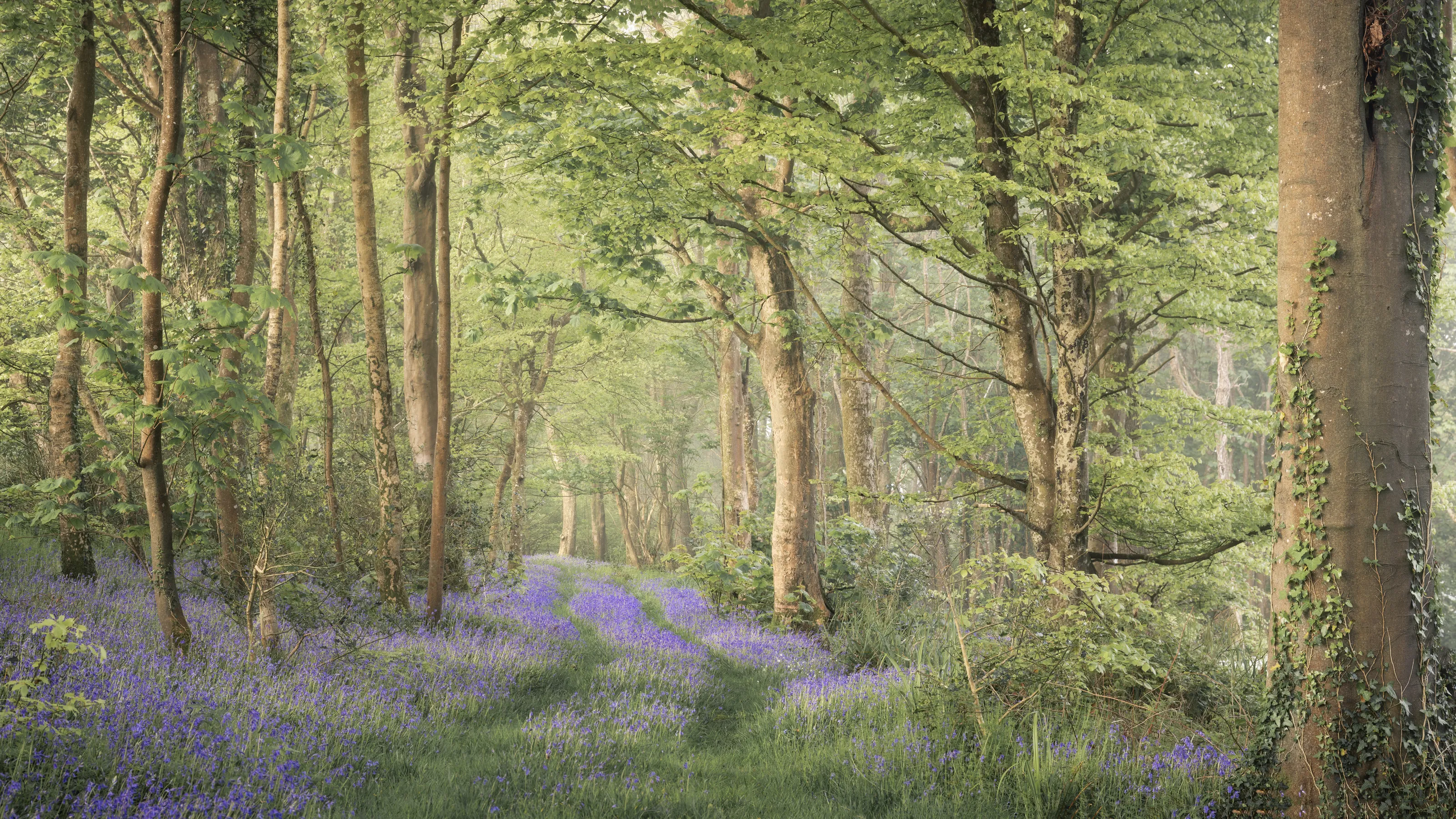 In a Forest (in colour)