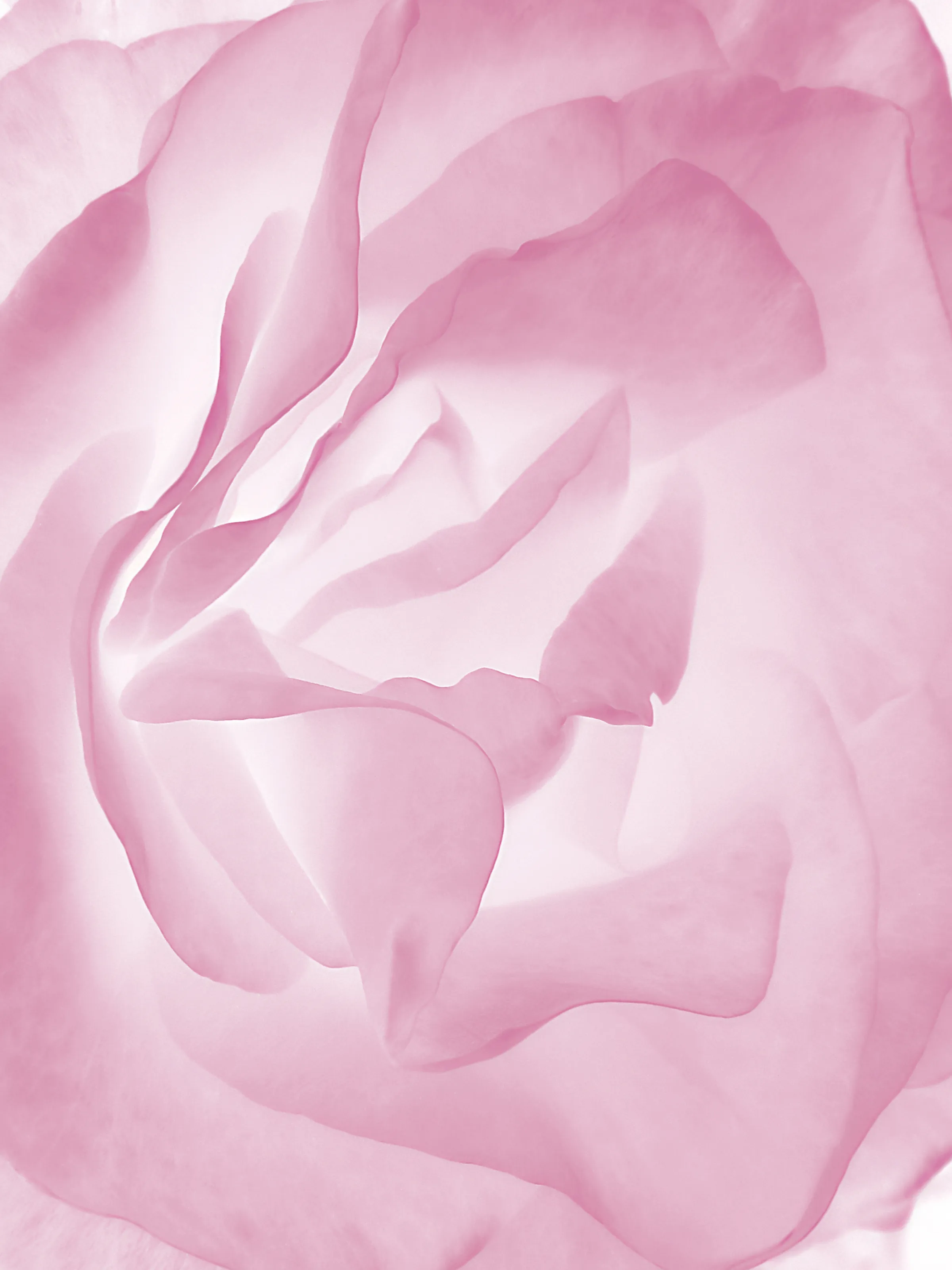 The Colour Pink