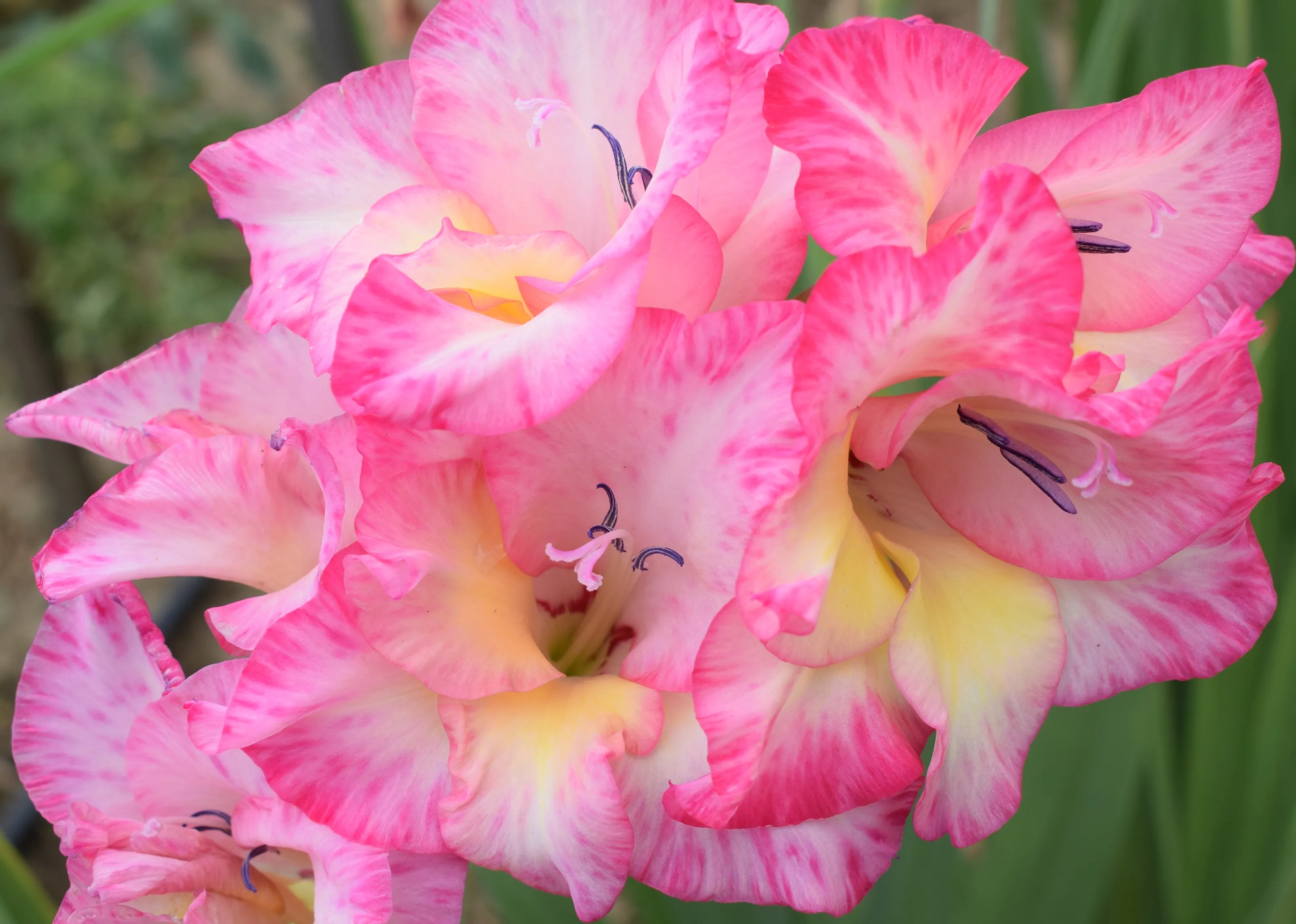 Gladiolus Flowers (in colour)