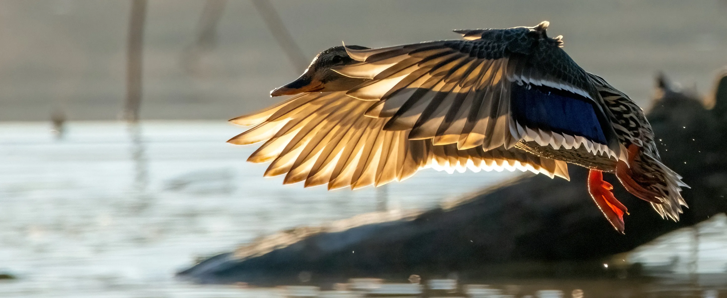 Backlit Nature