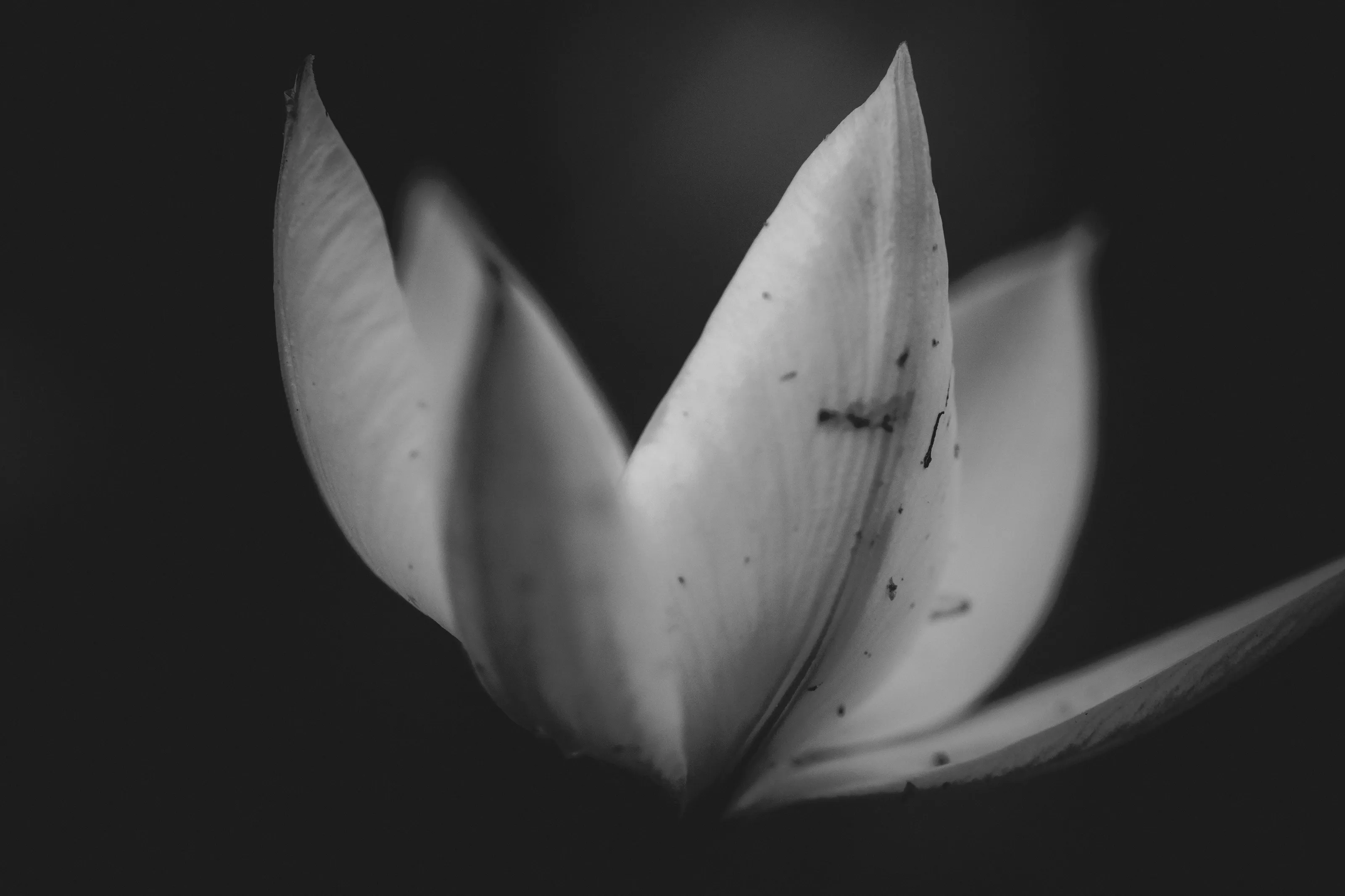 Flowers in Black and White