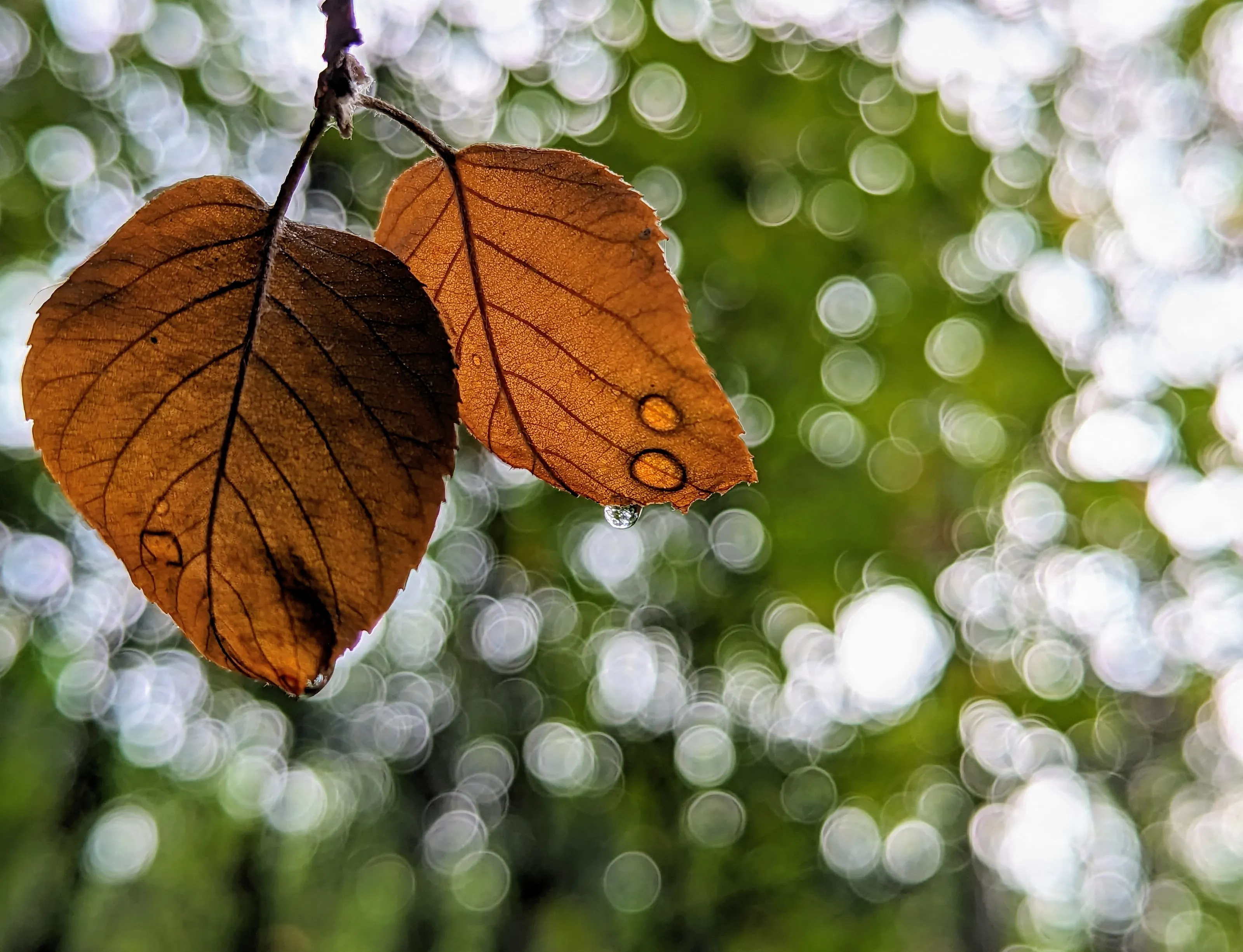 Dead Leaves