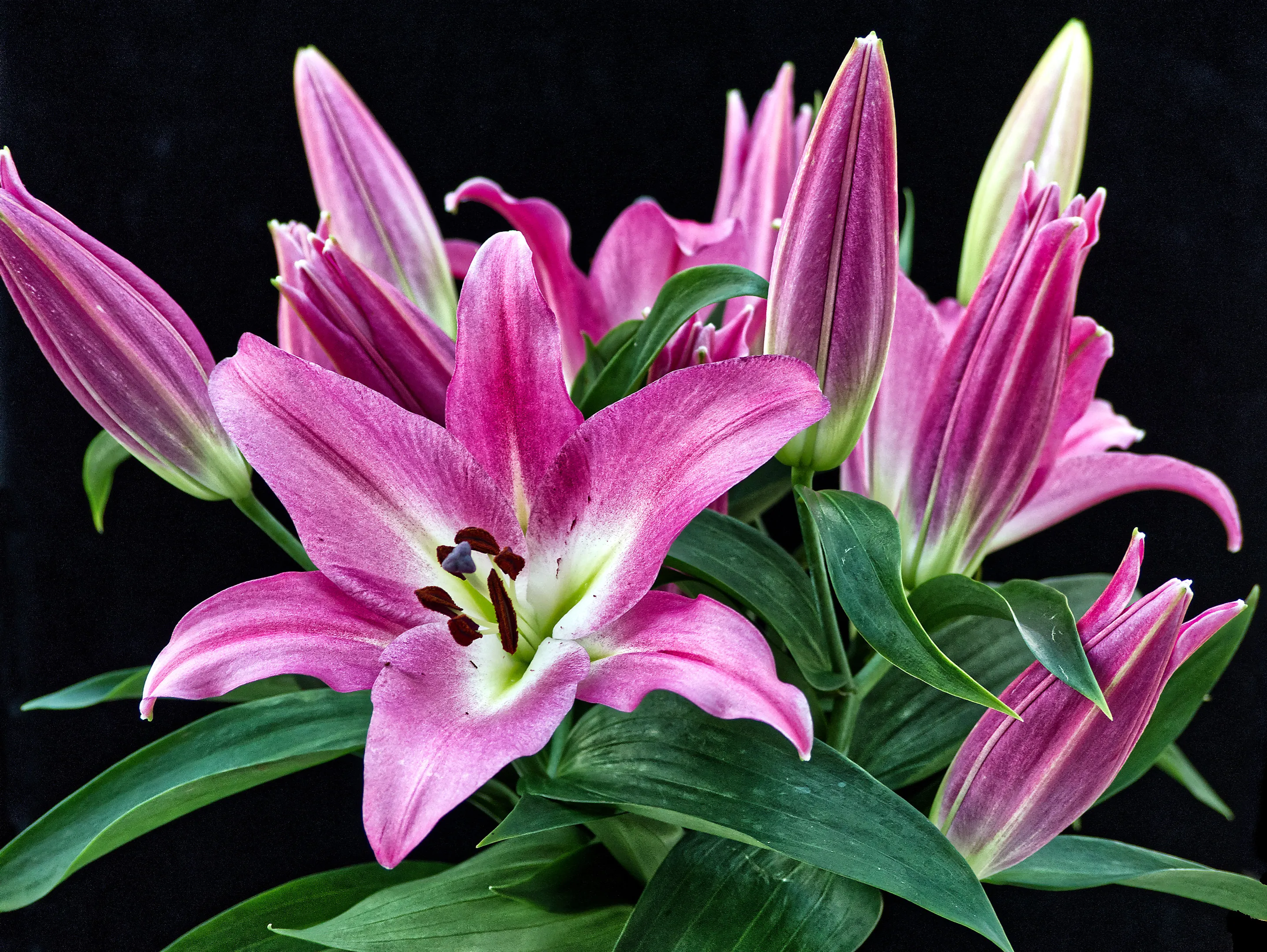 Lilies