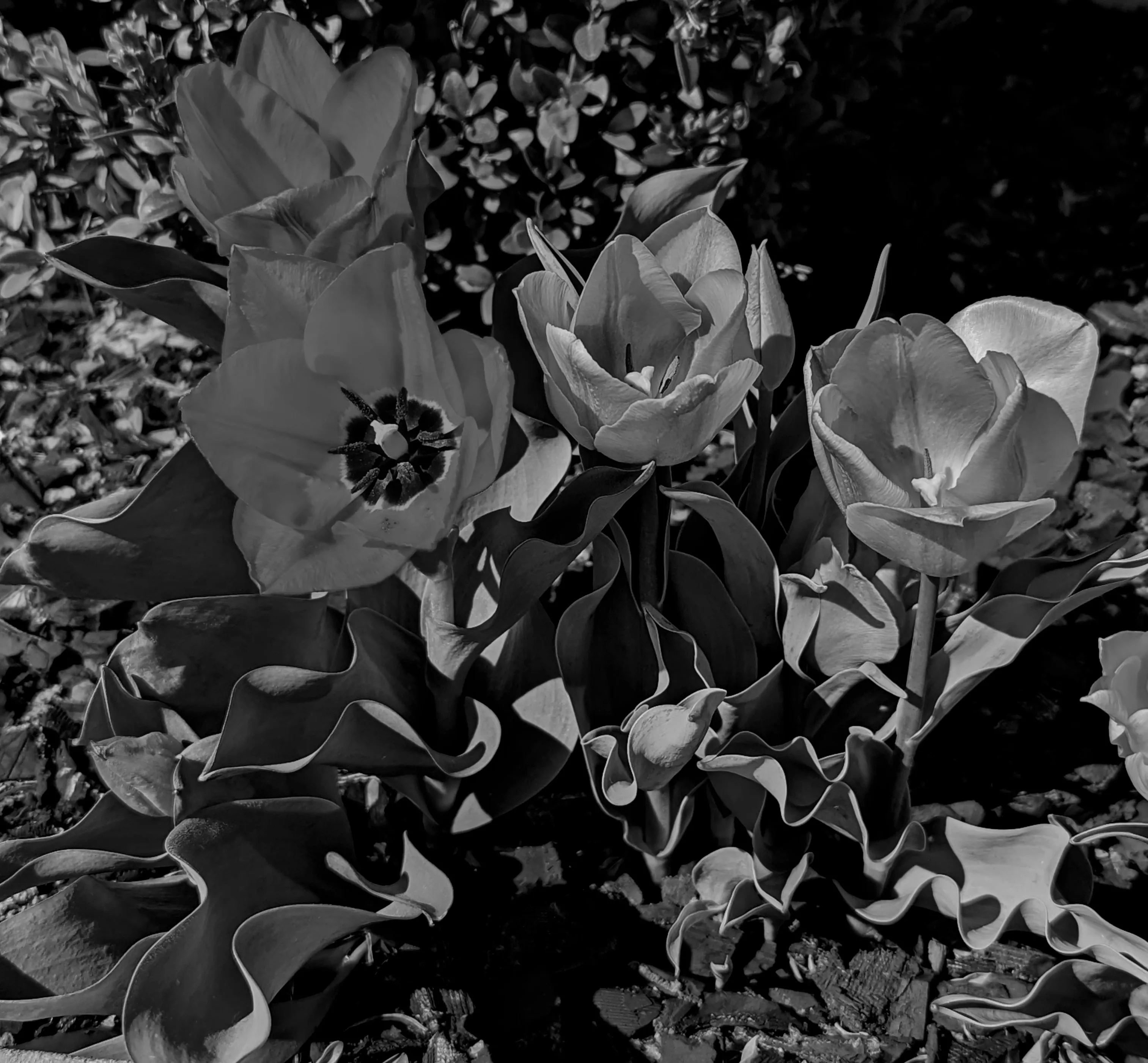 Your Best Black and White Photos