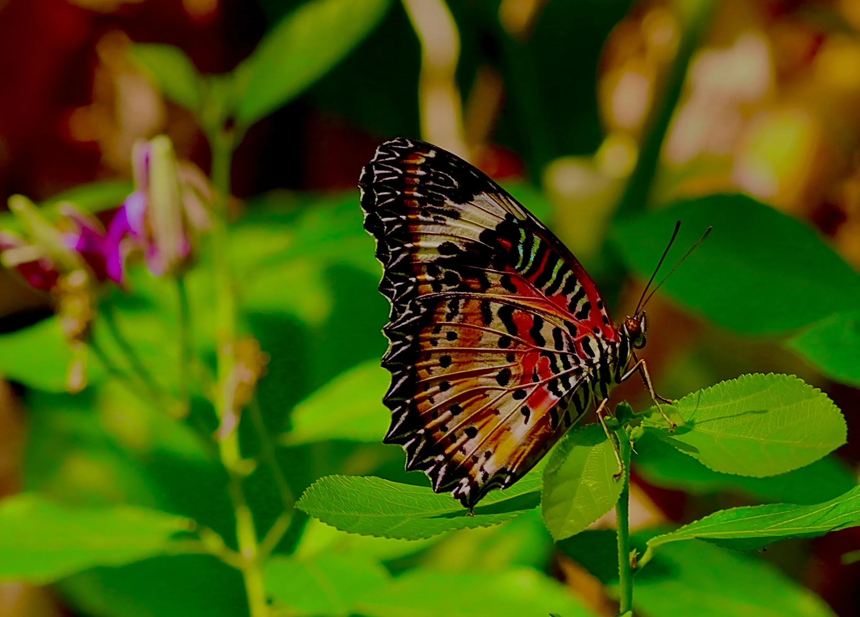 Butterflies