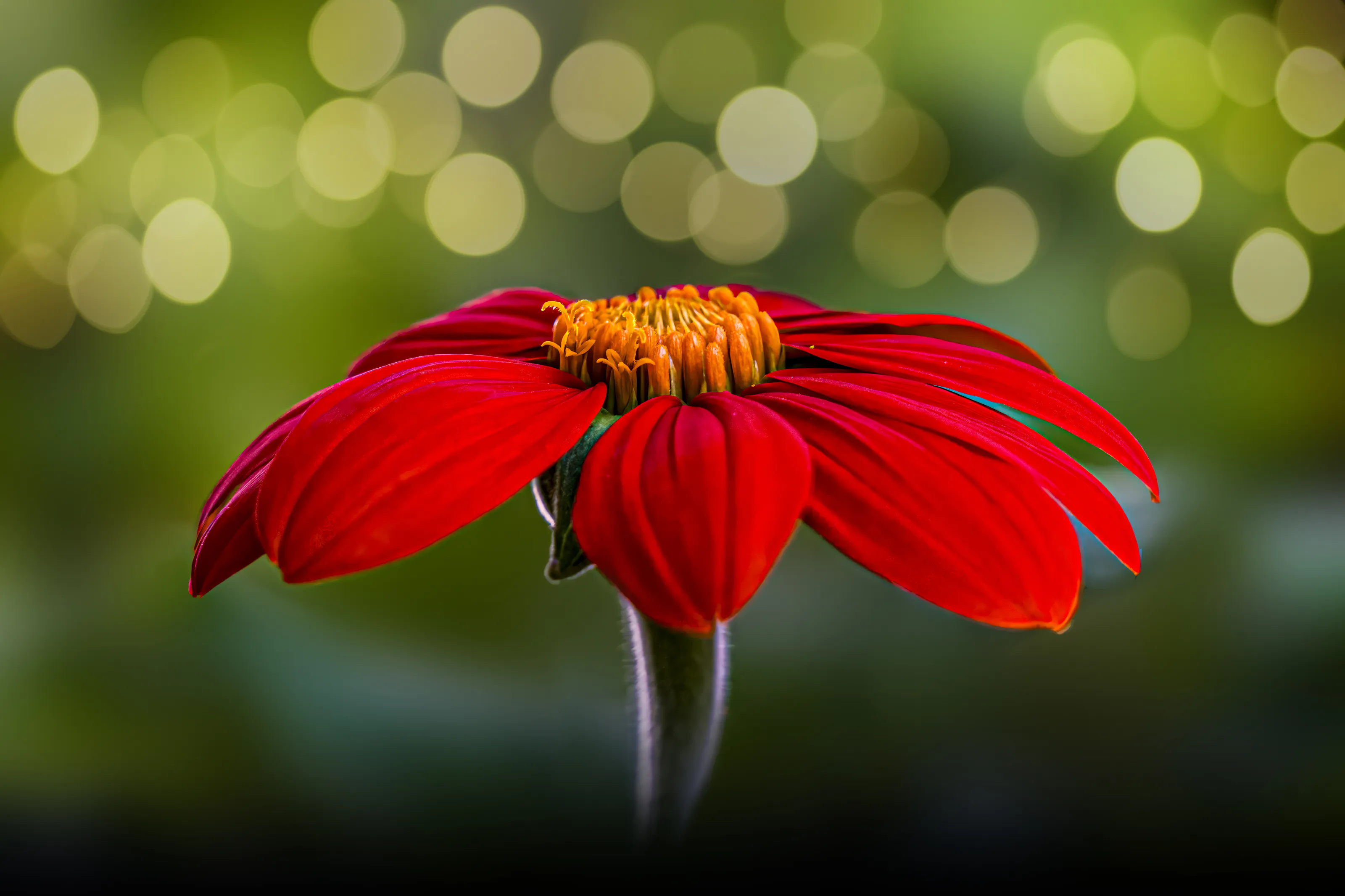 Anything Red
