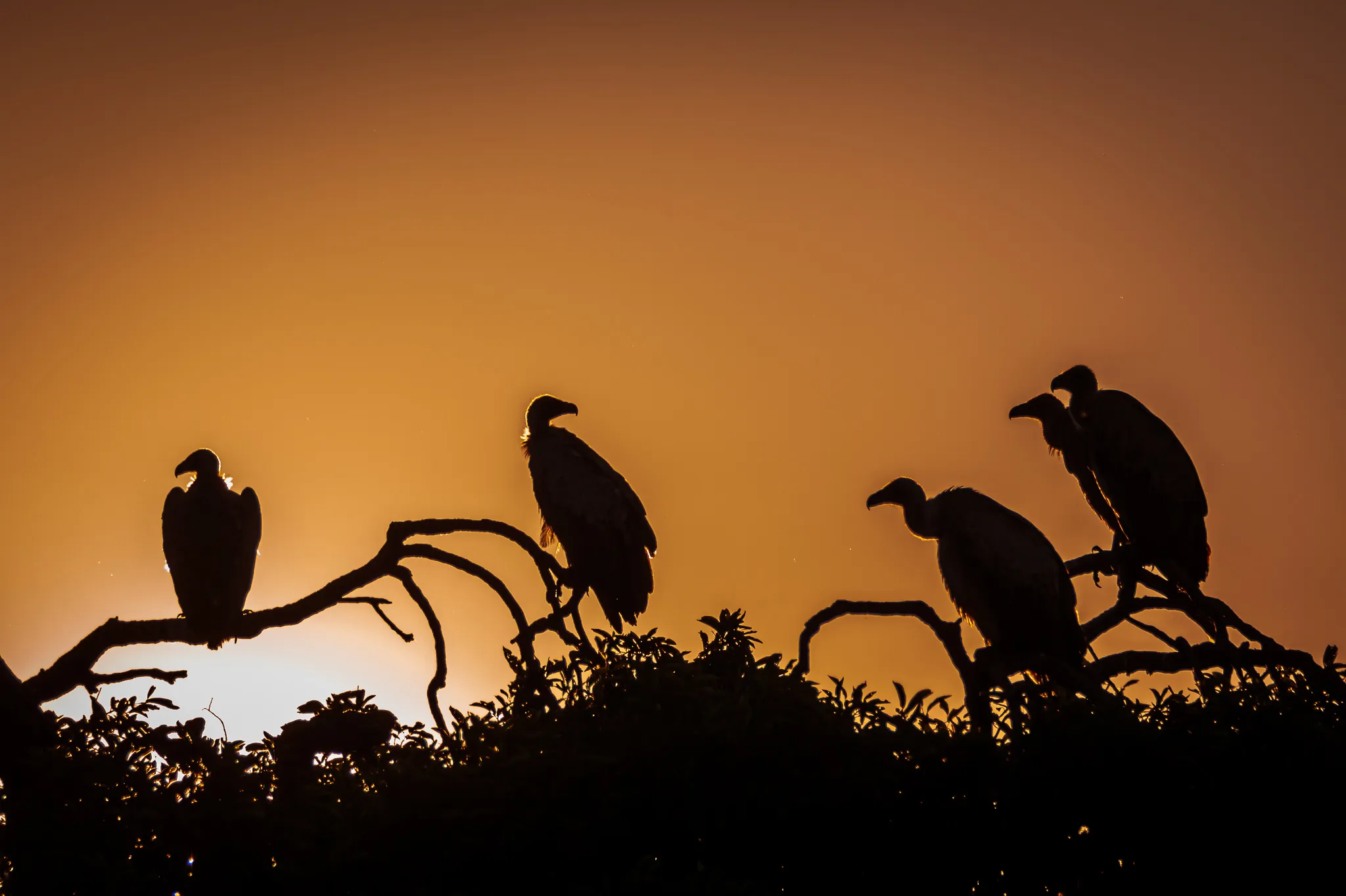 Wild Animals in Silhouette (in colour)