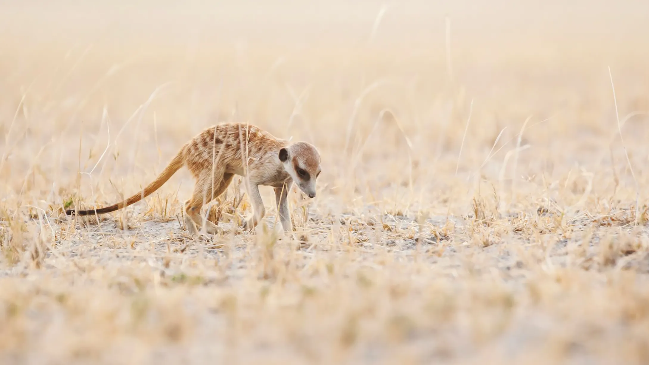 Meerkats in the Wild