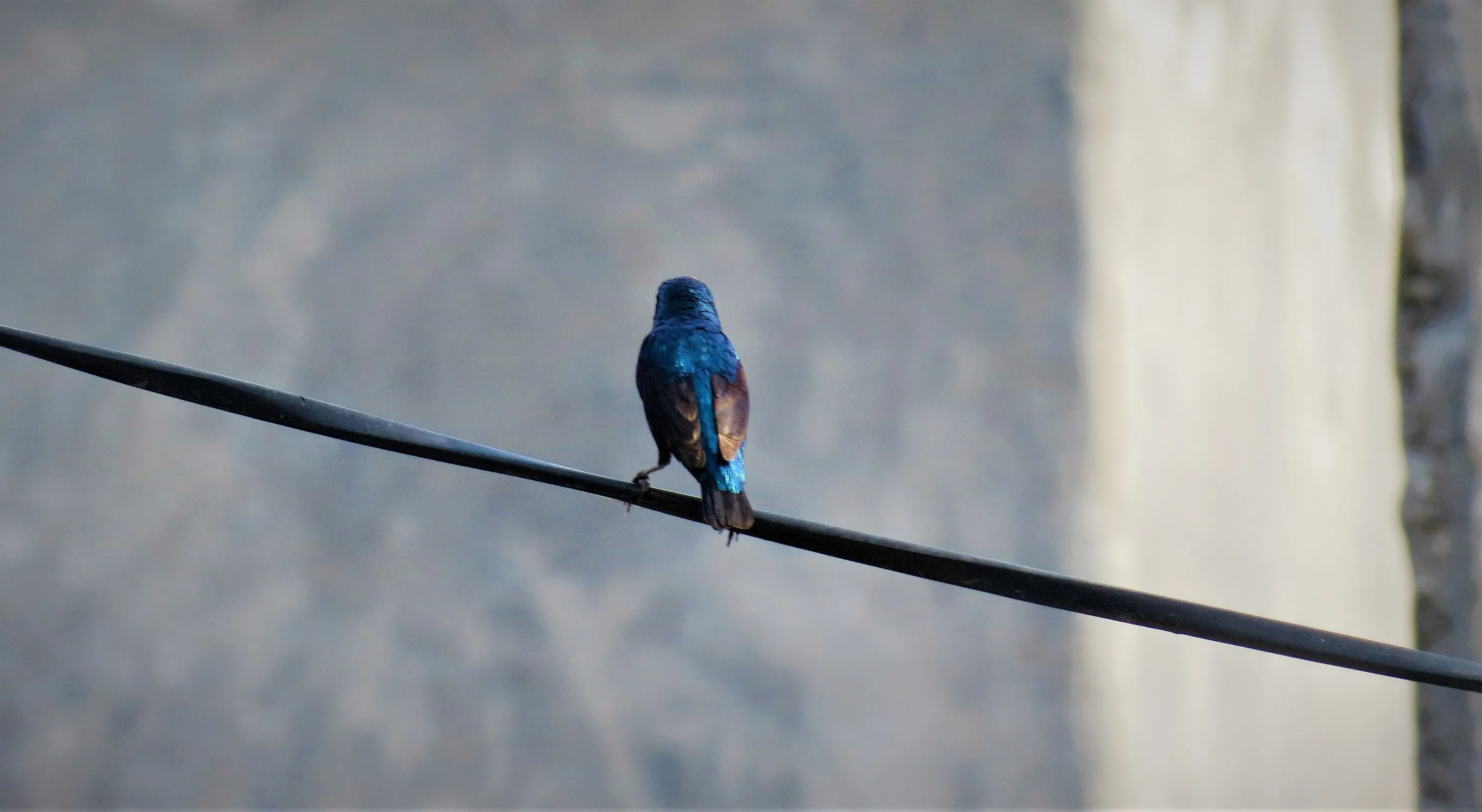 Bird On a Wire