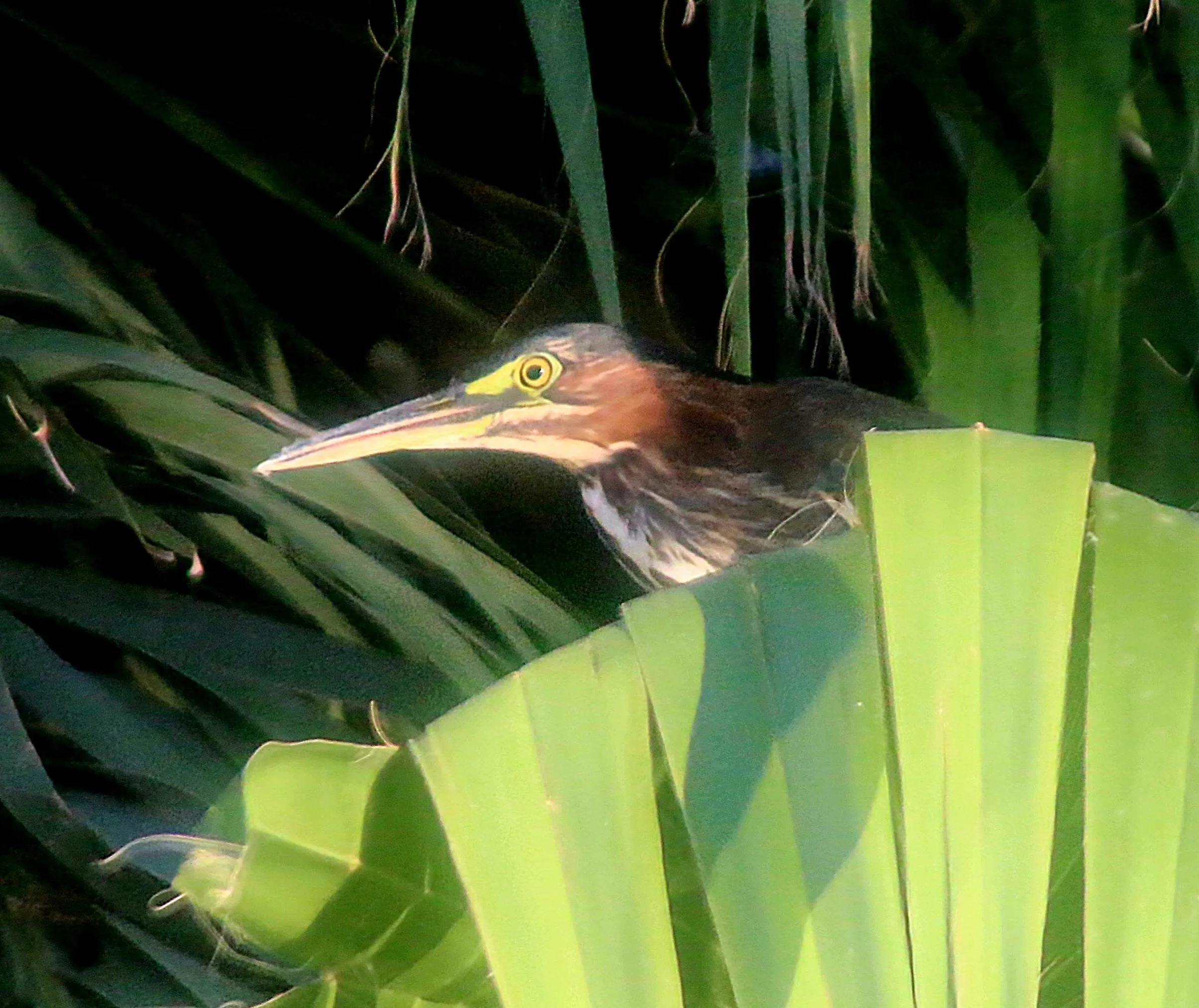 Partially Hidden Birds