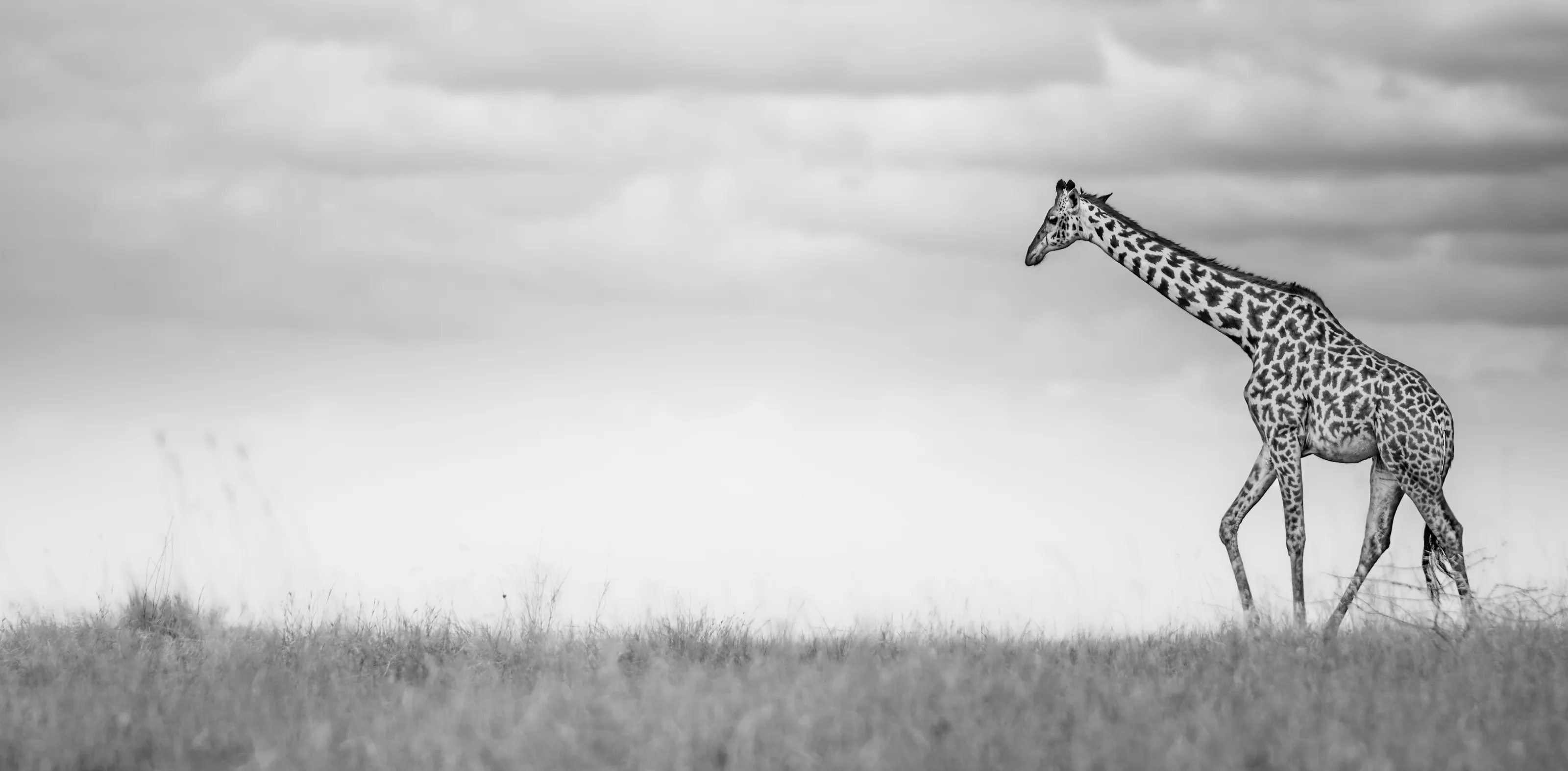 On Safari in Black and White