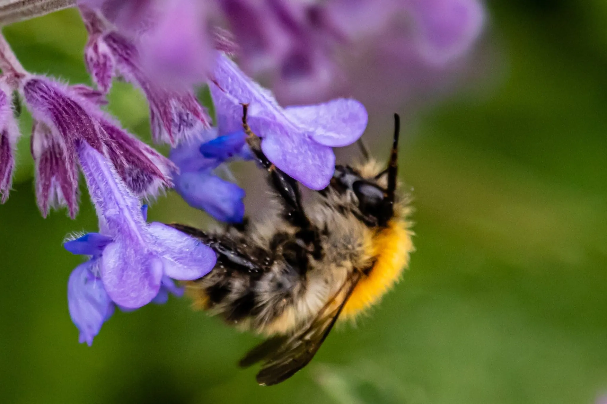 Bees on Flowers
