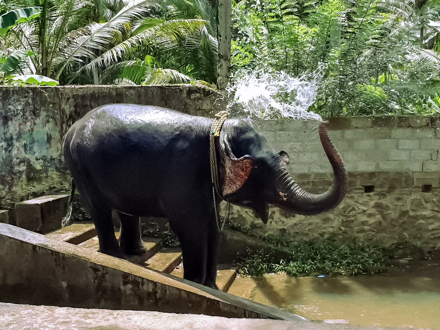 Elephants Bathing