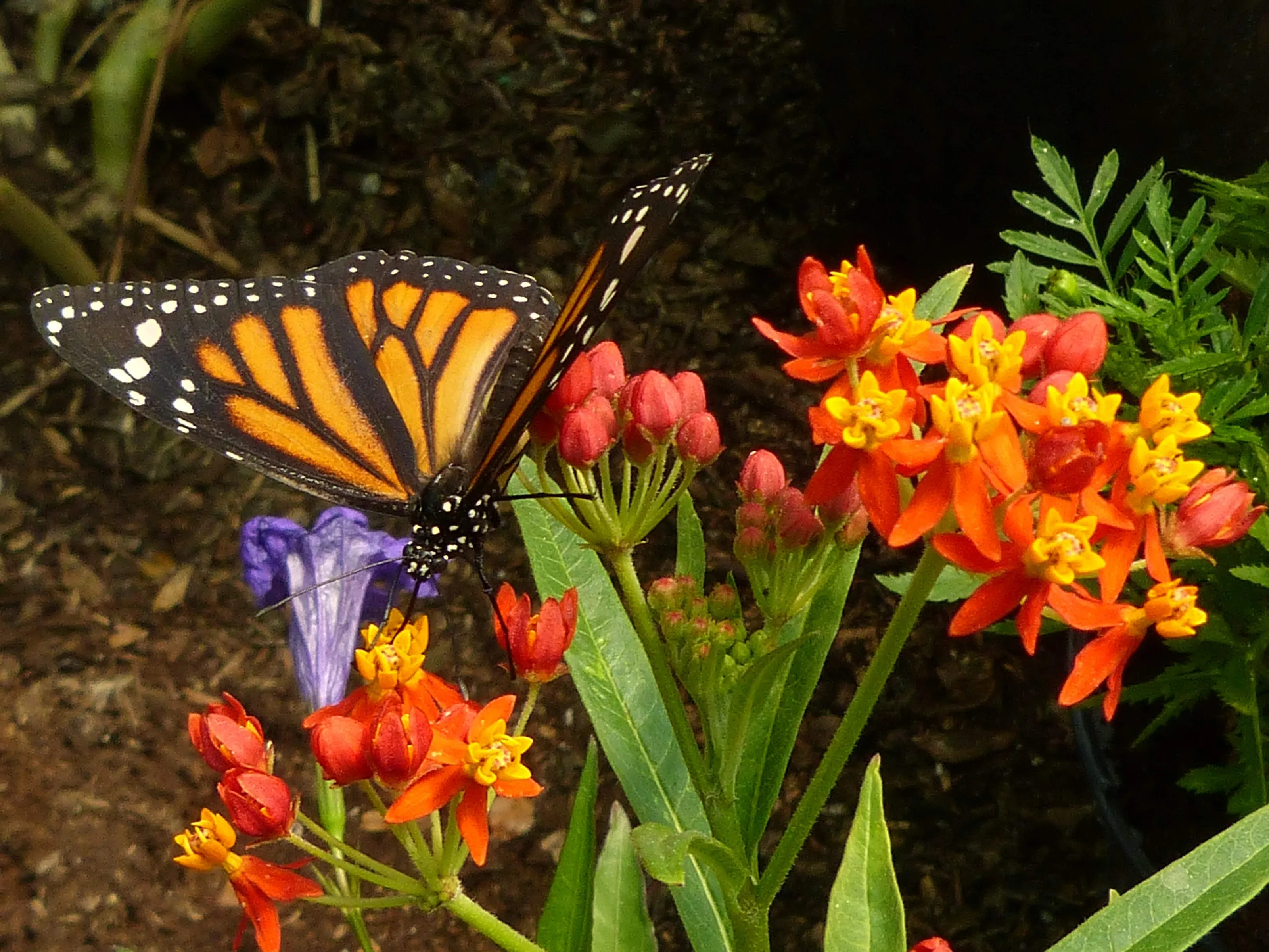 Monarch Butterflies (in colour)