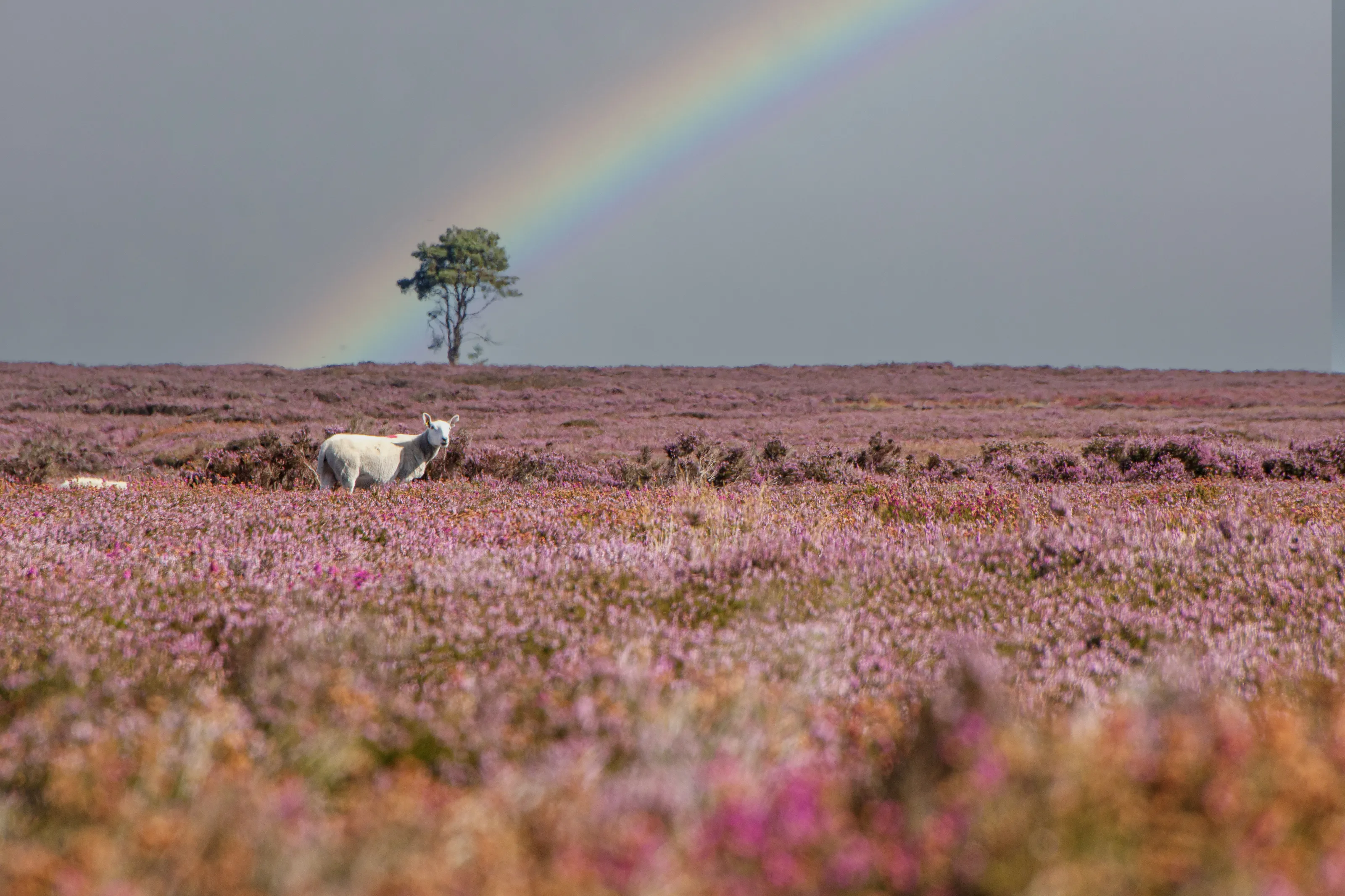Flowering Heather (in colour)