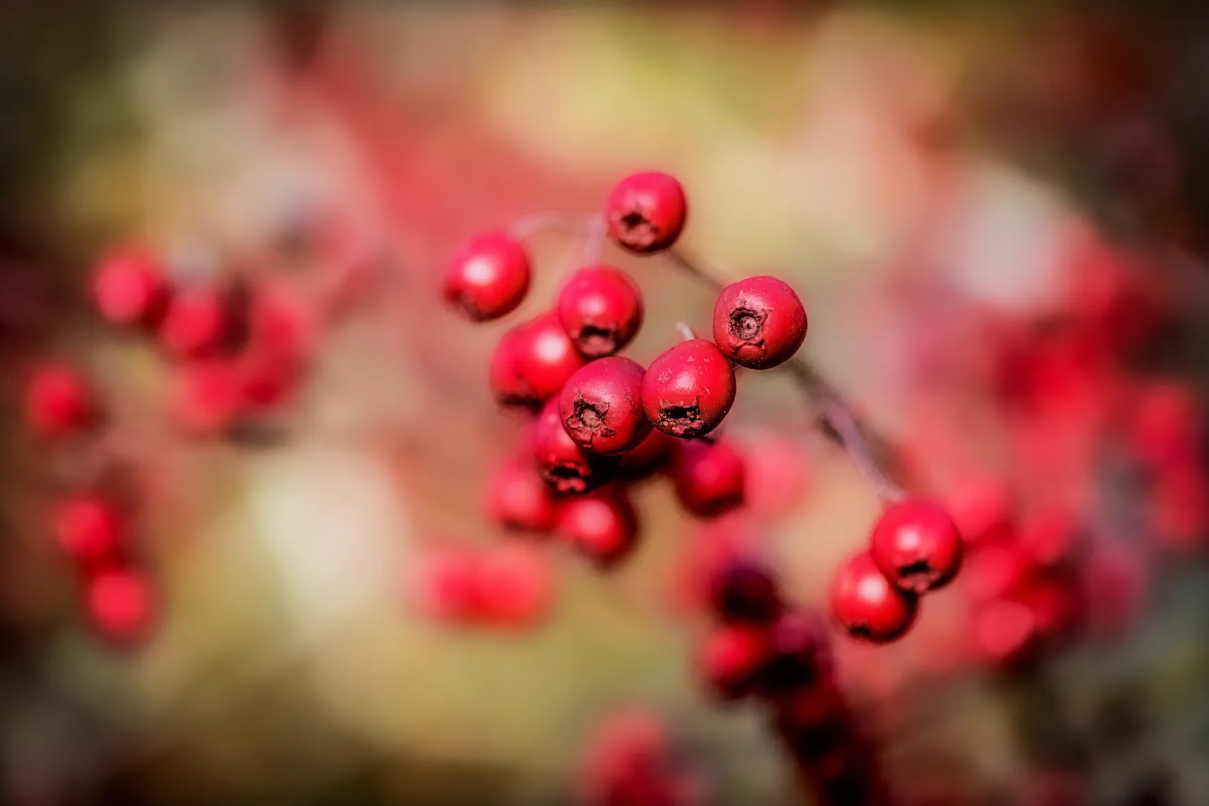Red Berries (in colour)