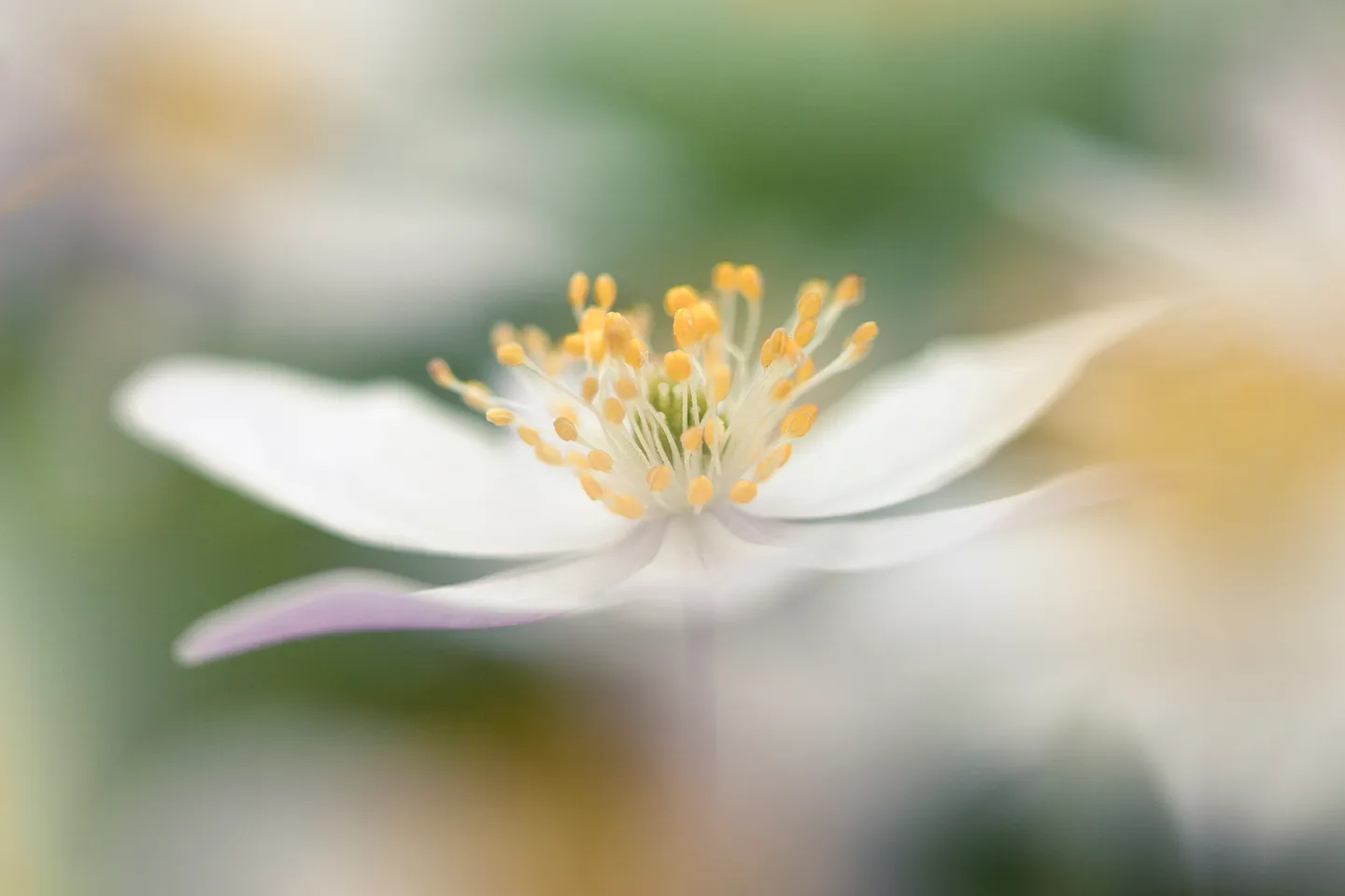 Anemone Flowers