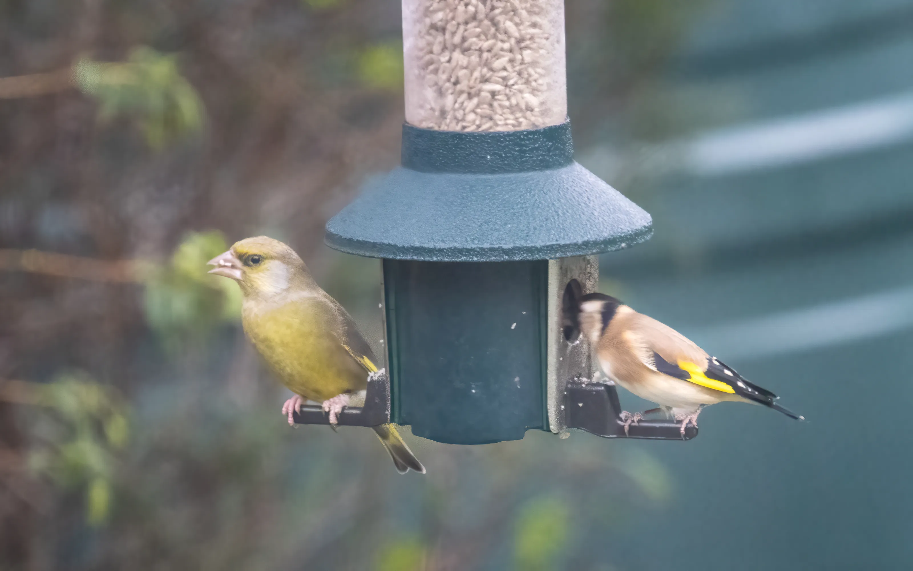 Birds Eating