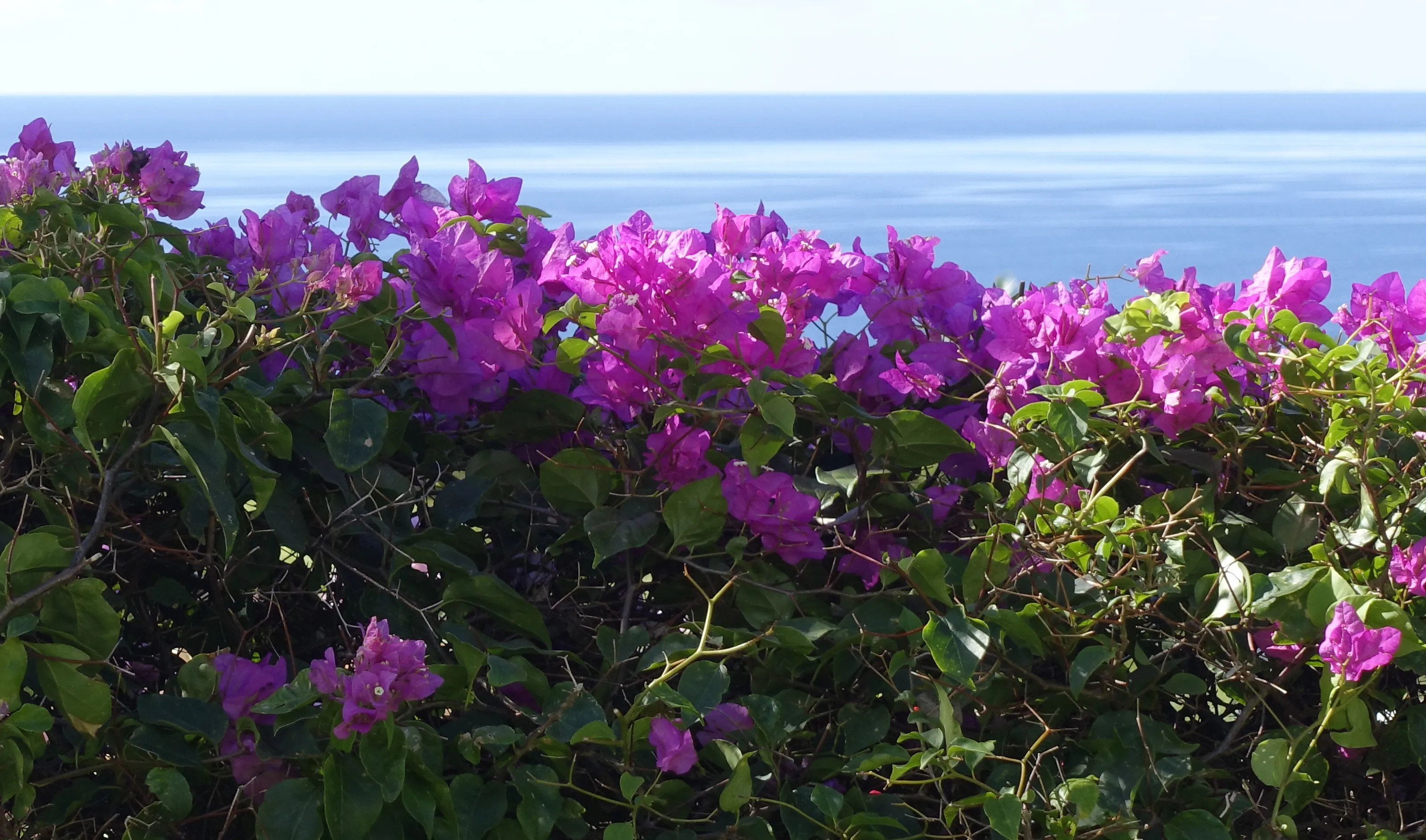 Bougainvillea (in colour)