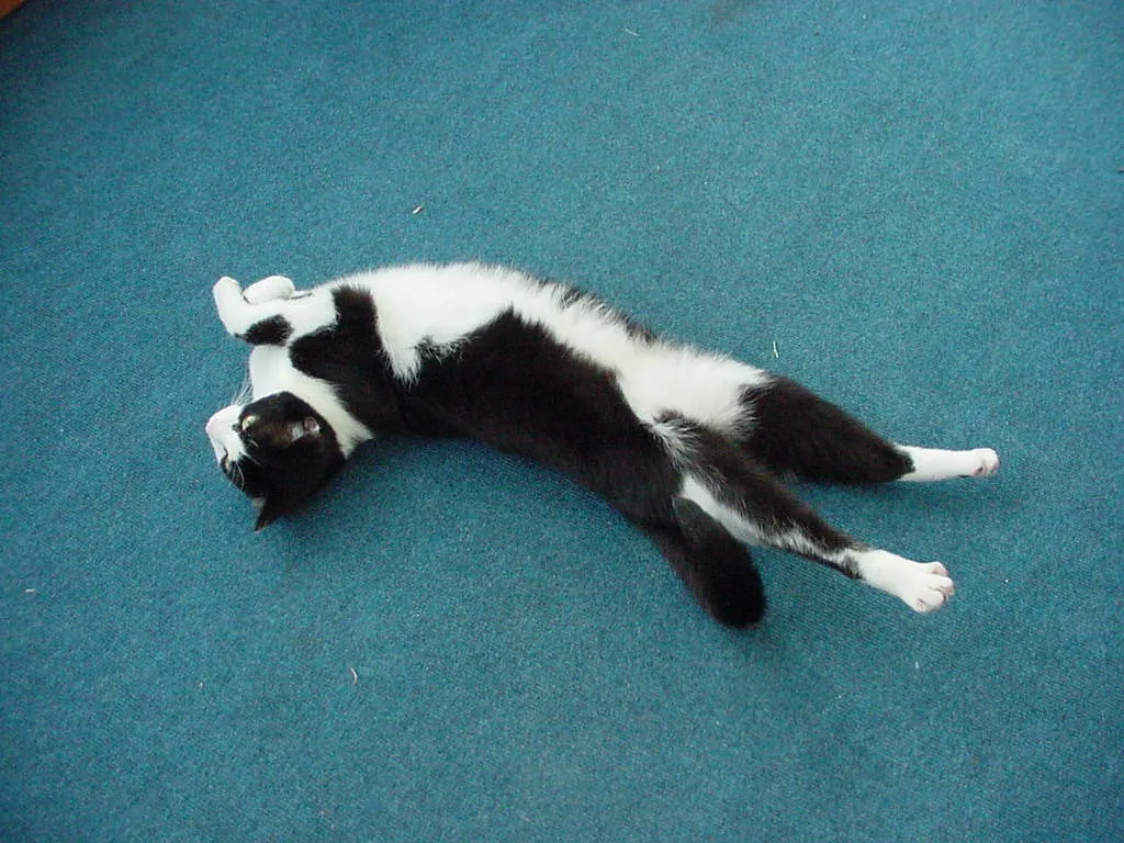 Cats Doing Something Funny