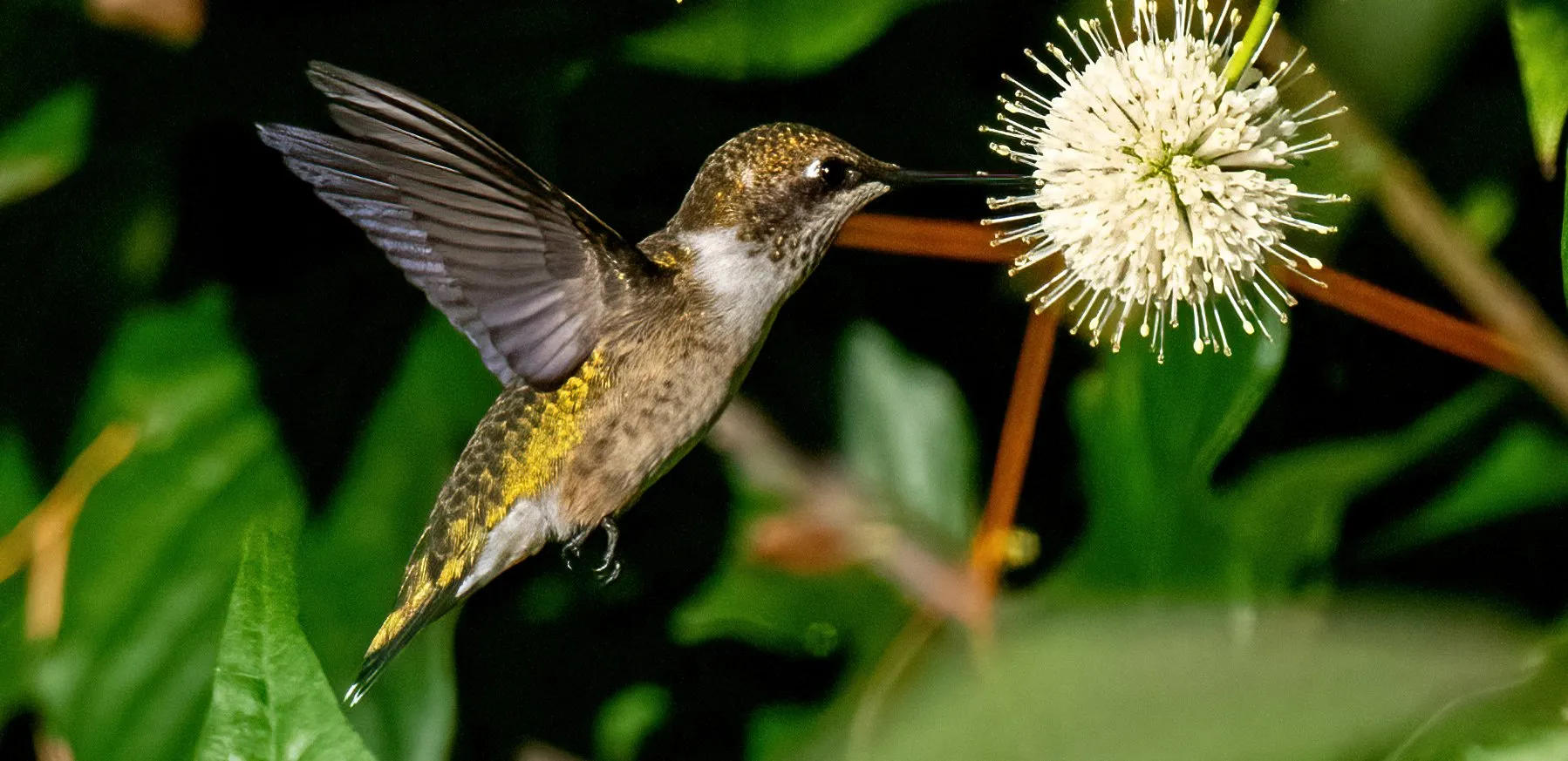 Hummingbirds in Flight