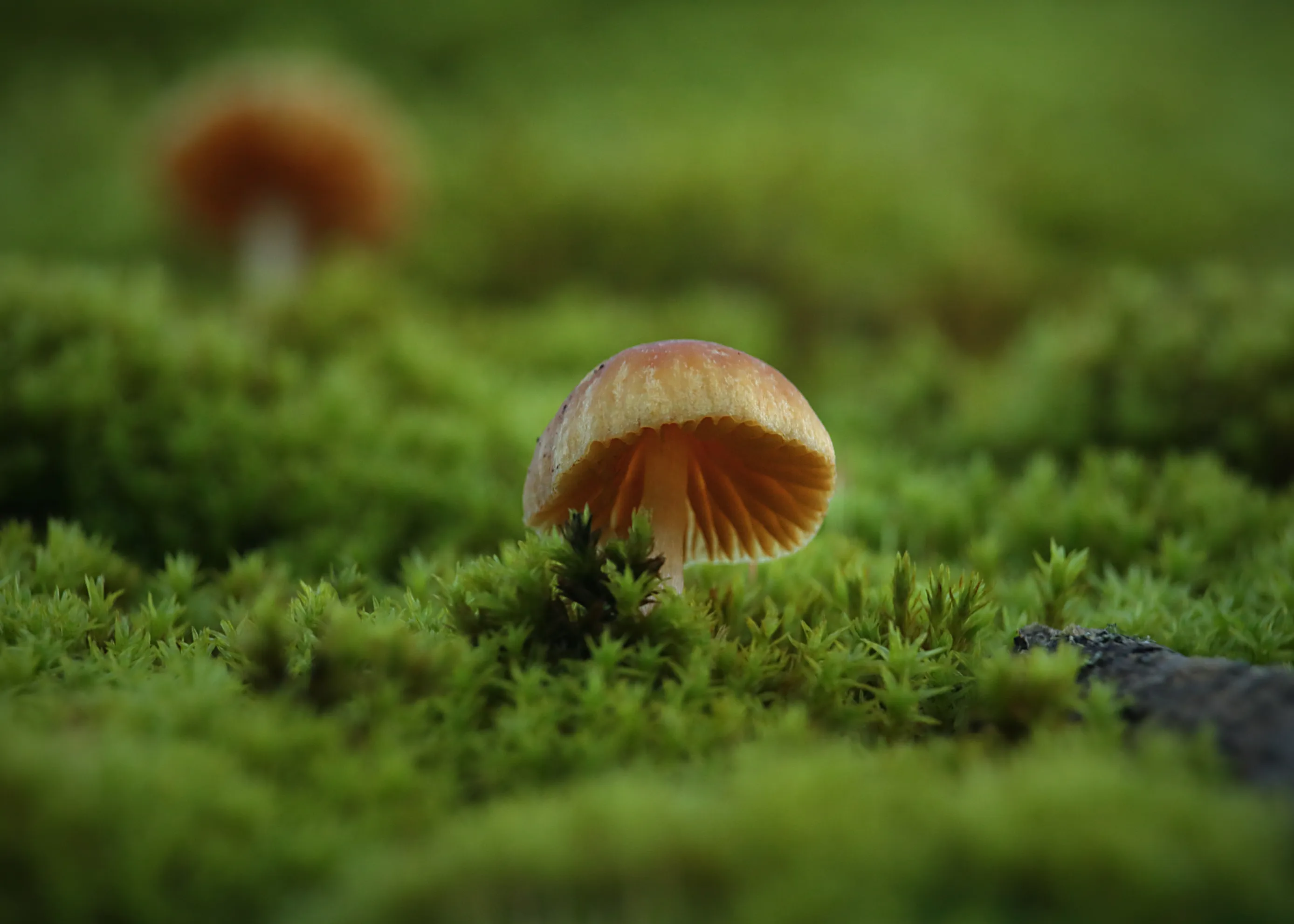 Fungi Growing with Moss