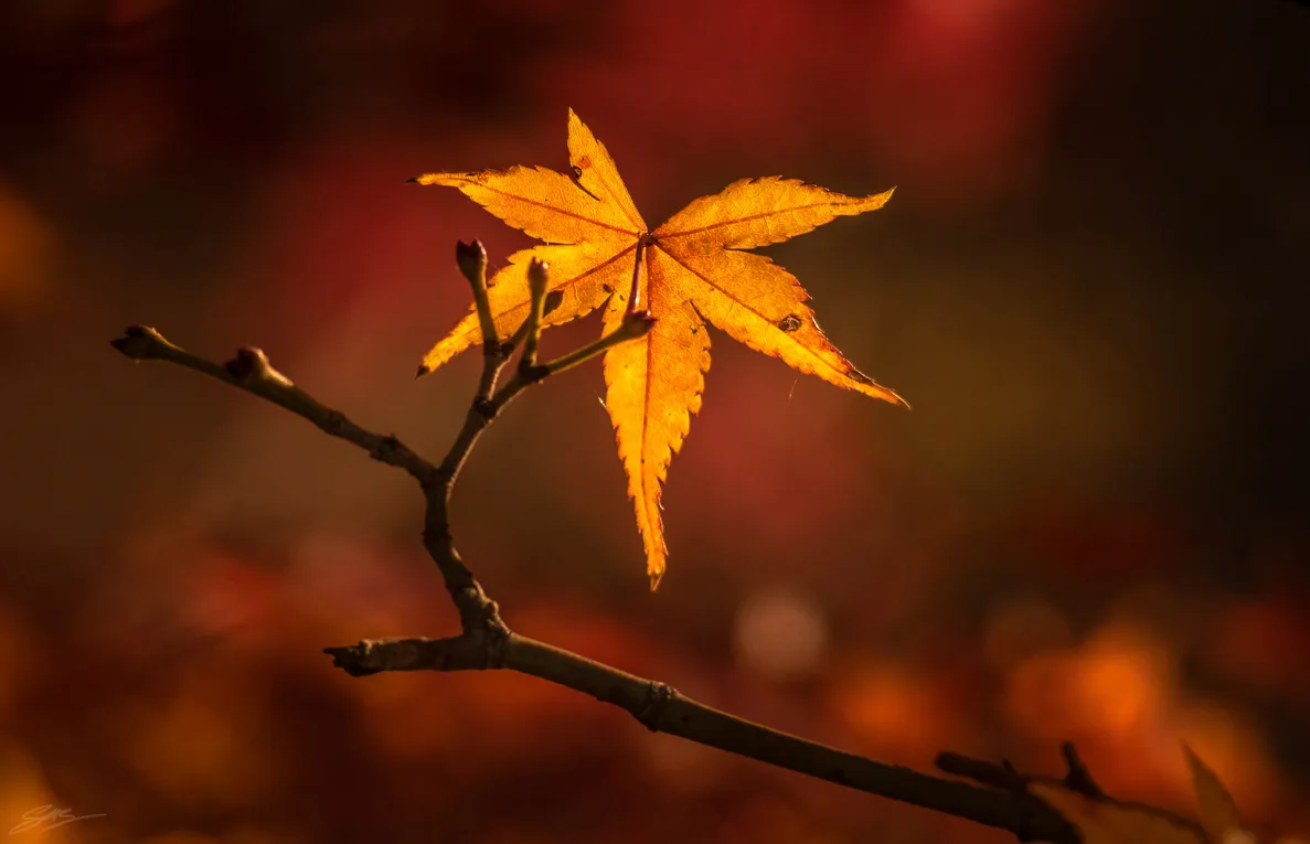 Your Favourite Part of Autumn