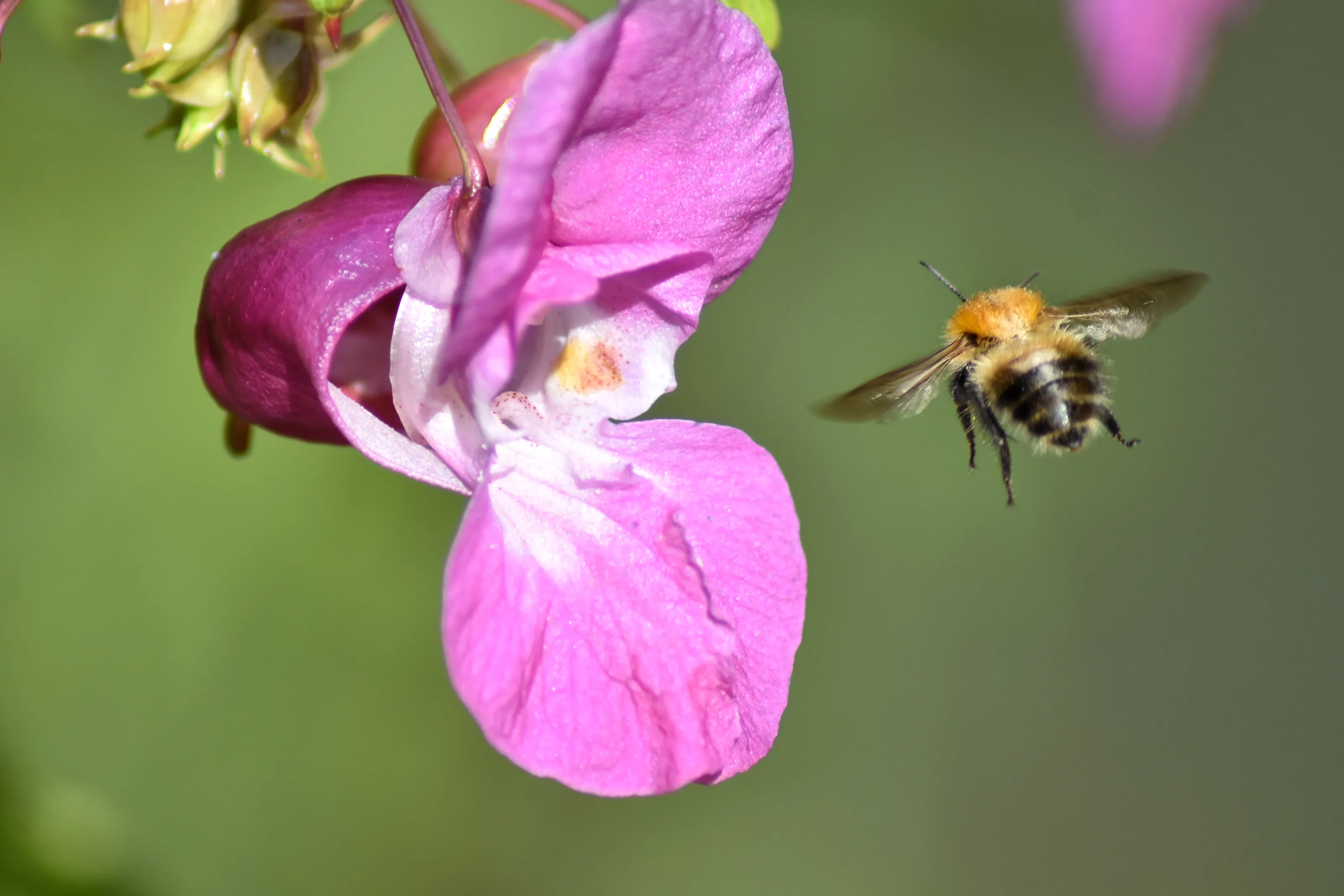 Amazing Bees